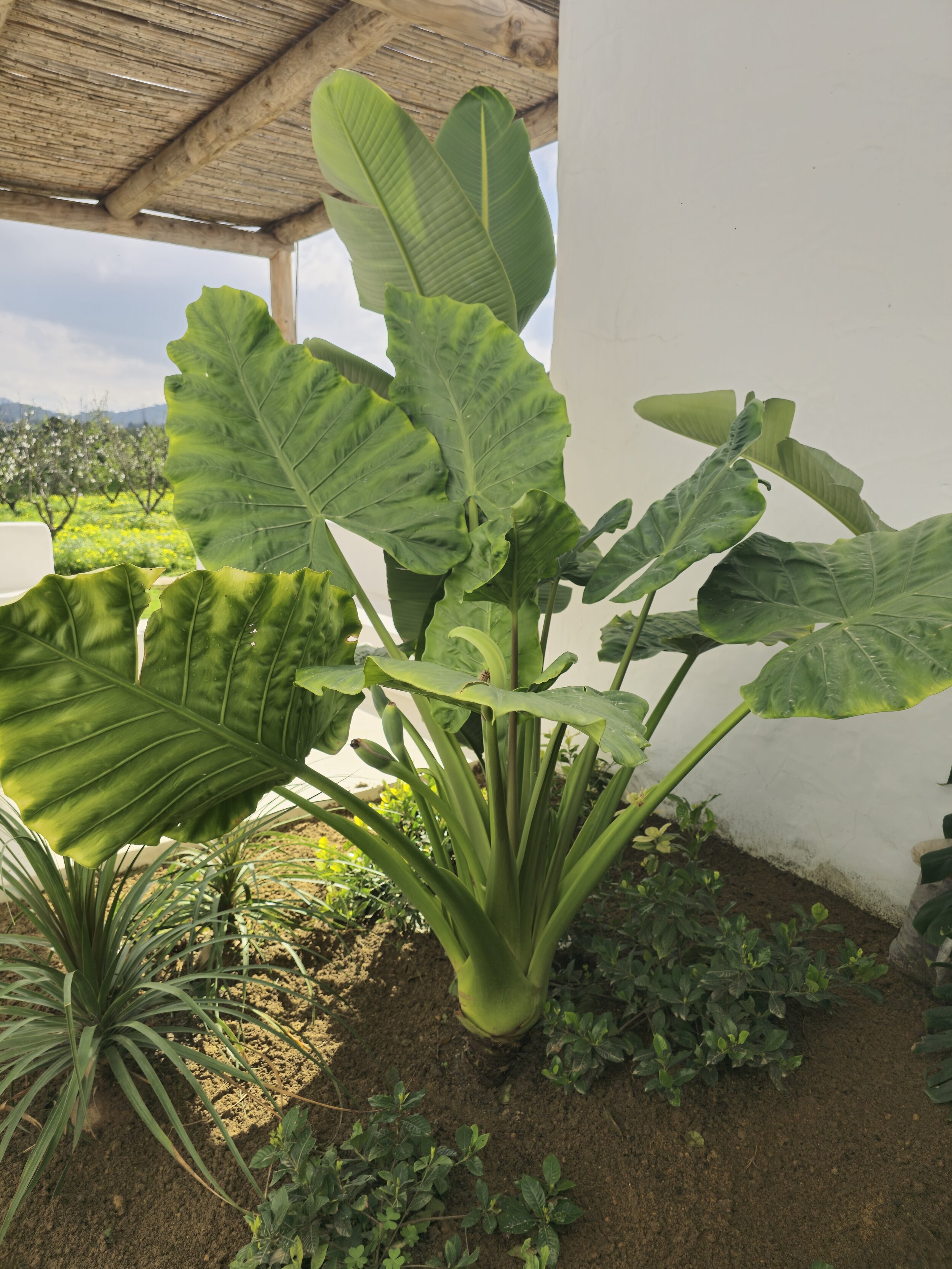 Plante verte avec de grandes feuilles épaisses, probablement d'une alocasia ou d'une taro, dans un jardin en plein air à l'ombre d'une structure en bois.