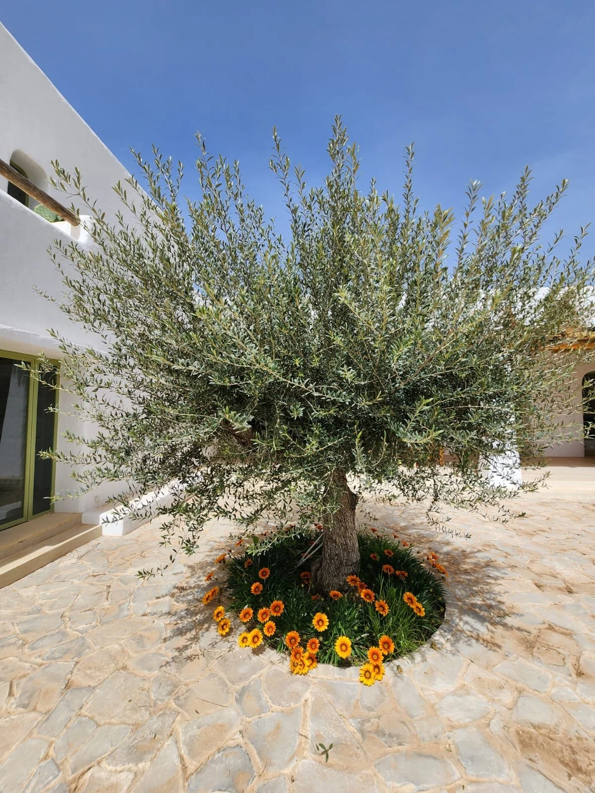 Un arbre méditerranéen, probablement un olivier, planté dans une cour pavée, entouré de fleurs orange, sous un ciel bleu clair.