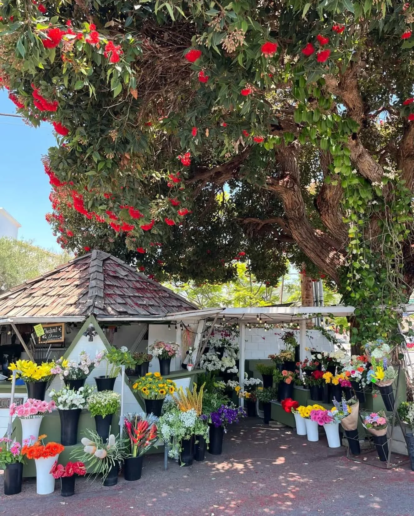 Outdoor flower stand with colorful bouquets, under a large tree with red flowers and green leaves, in a sunny setting.