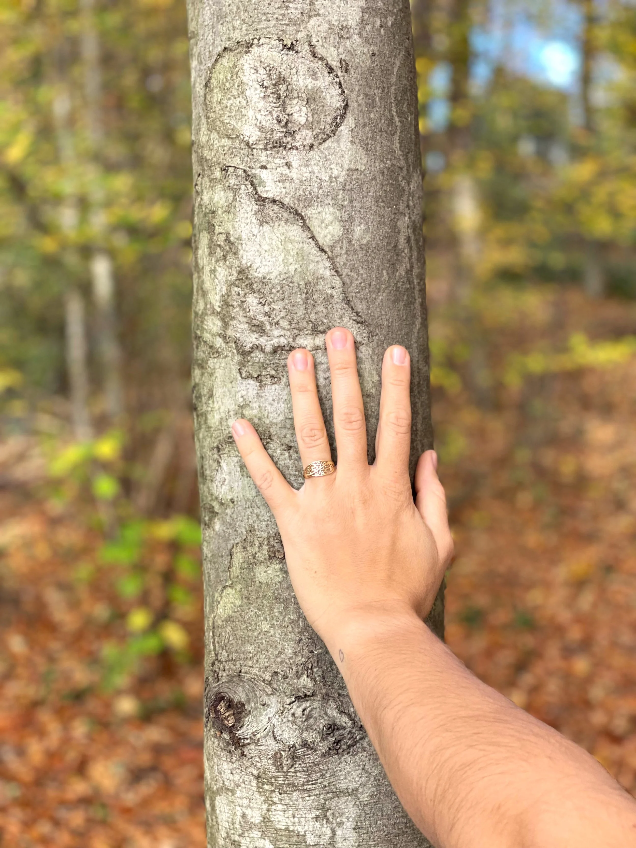 Eine Hand mit einem Ring auf dem Finger, berührt die Rinde eines Baumes in einem herbstlichen Wald.