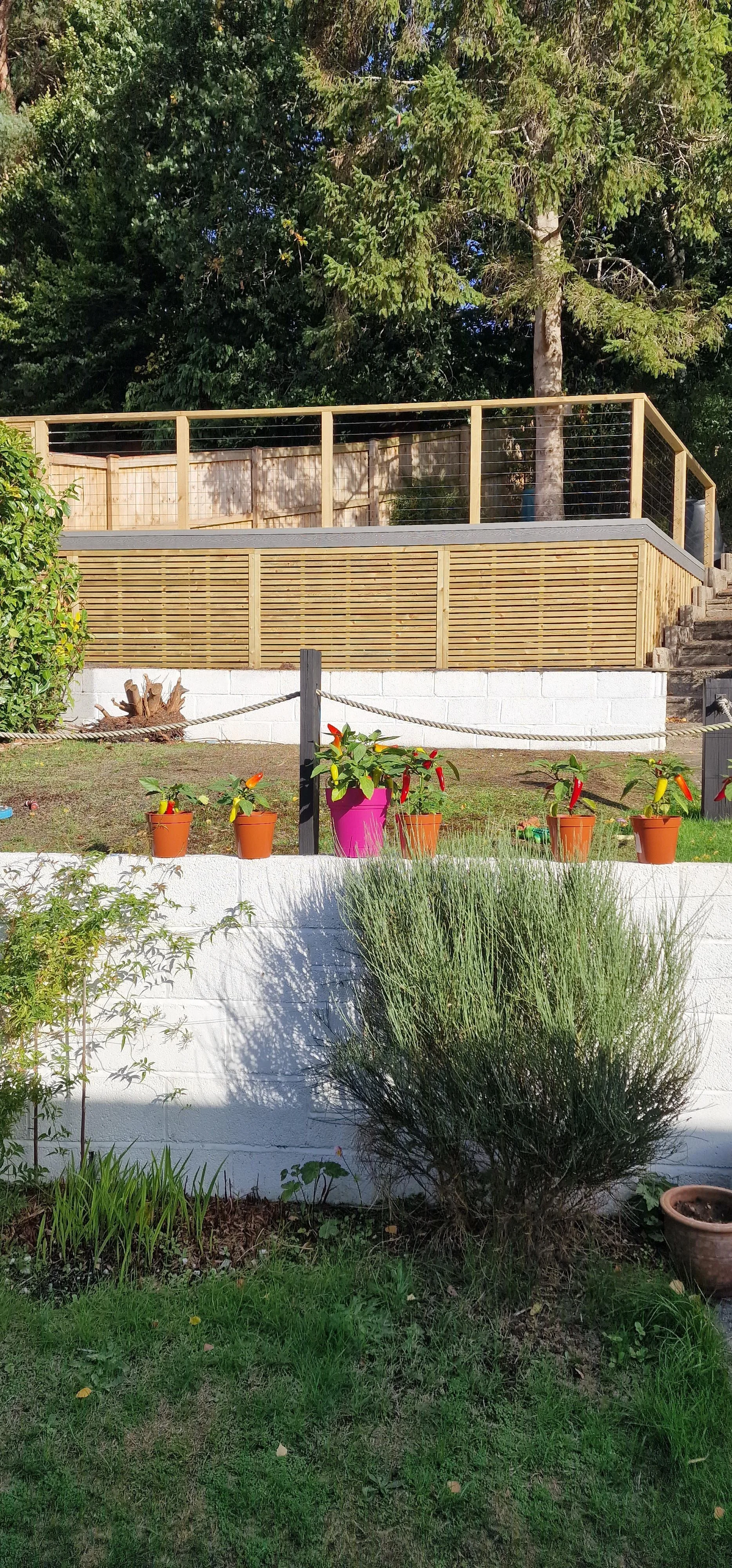 A backyard garden with potted chili pepper plants on a white painted brick wall, greenery in the foreground, and a wooden deck with railings and stairs in the background, underneath tall trees.