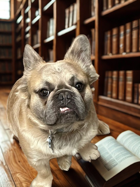 A French Bulldog sitting on a wooden floor next to an open book in a library with wooden bookshelves in the background.
