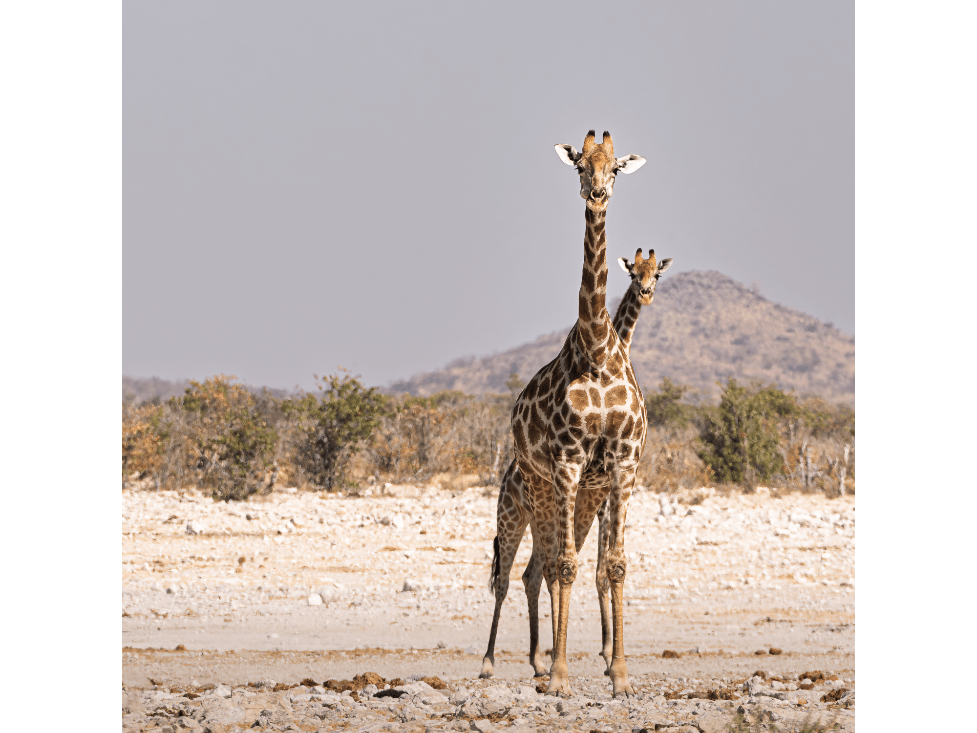 Standing Tall Together