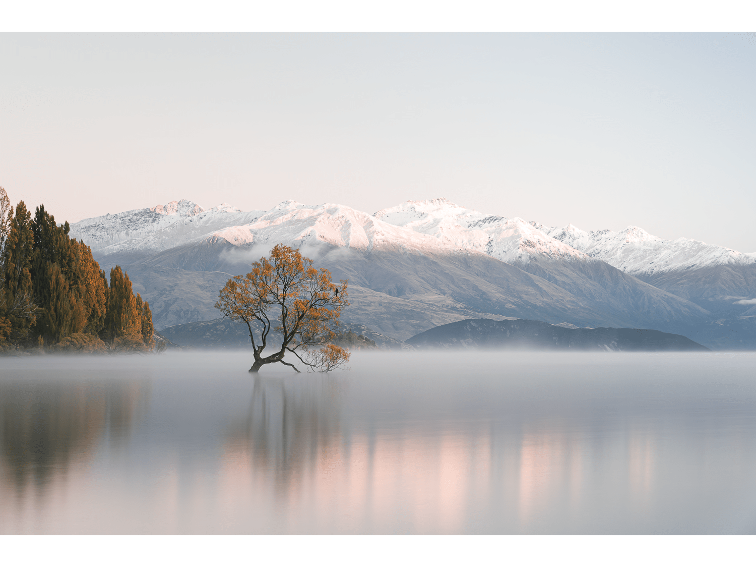 That Wanaka Tree