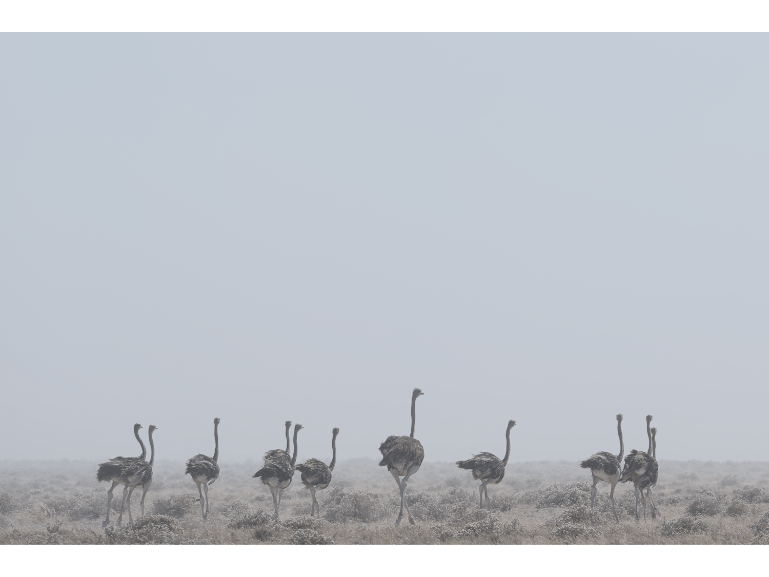 Procession Through Mist