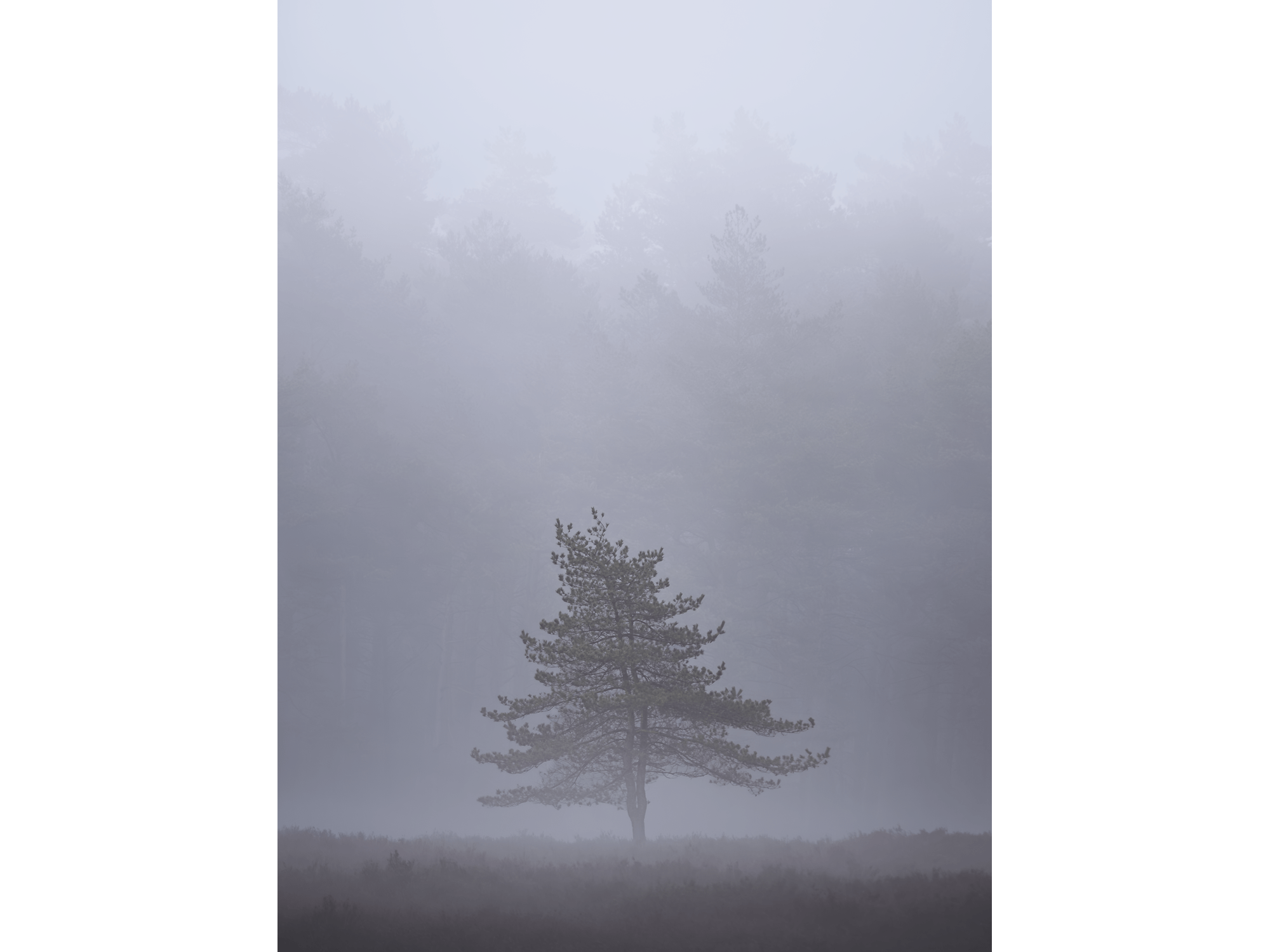 Solitary Sentinel