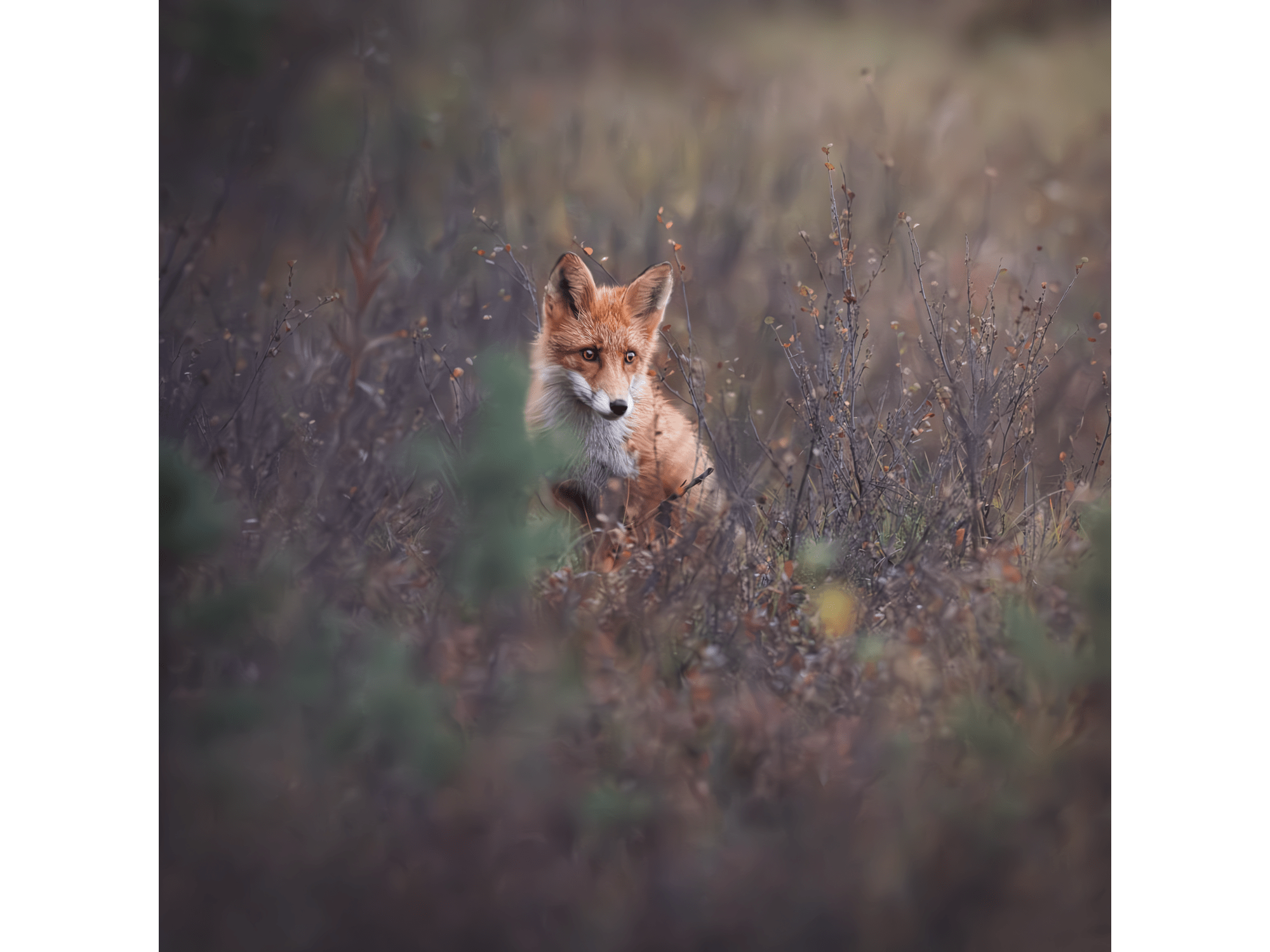 Quiet Watcher
