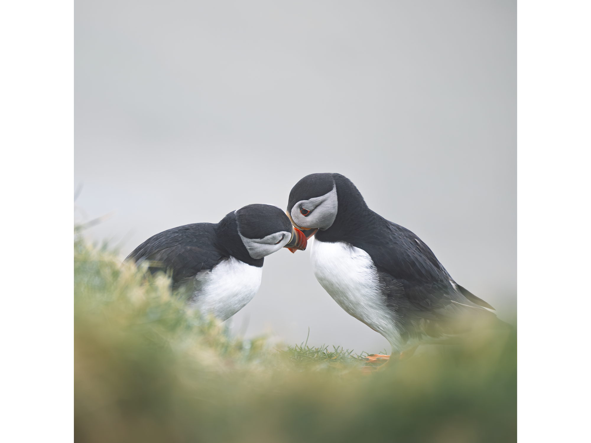 Gentle Bond