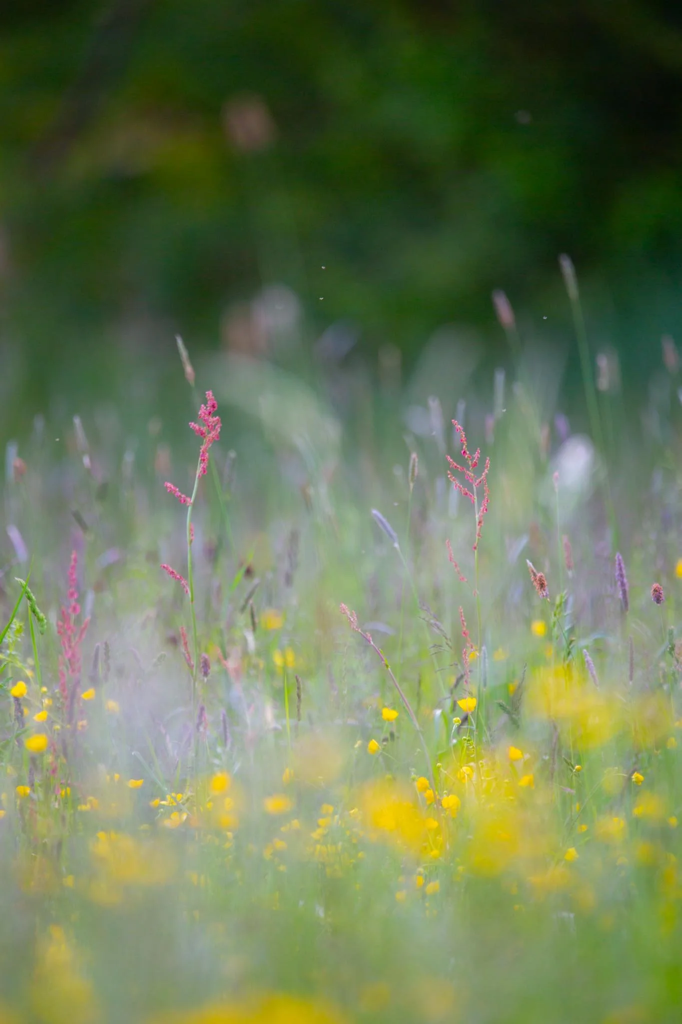 Fotos Webseite Aischgrund-89.jpg