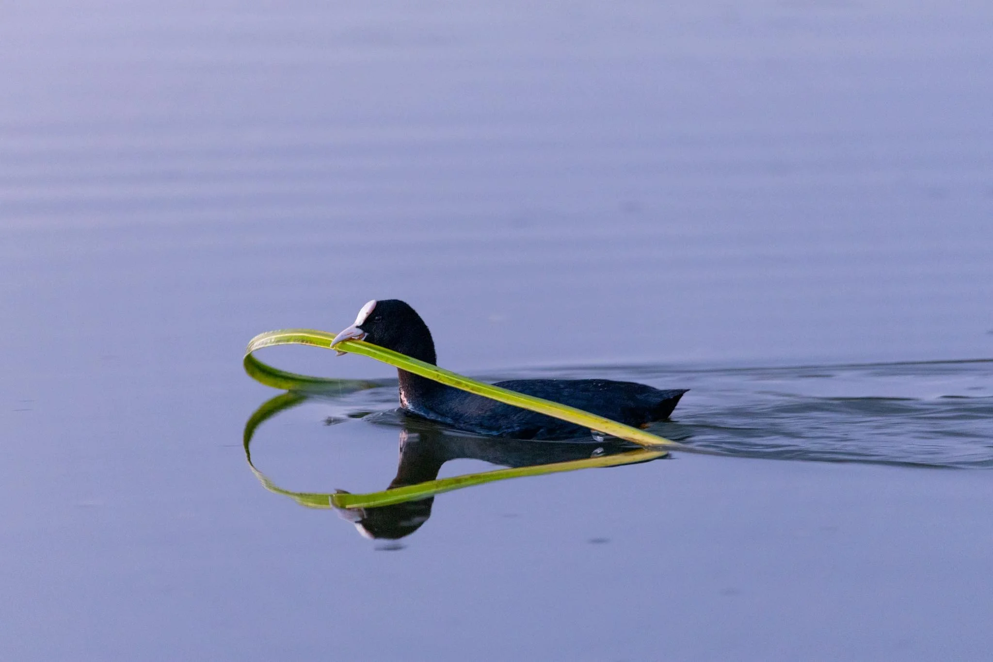 Fotos Webseite Aischgrund-230.jpg