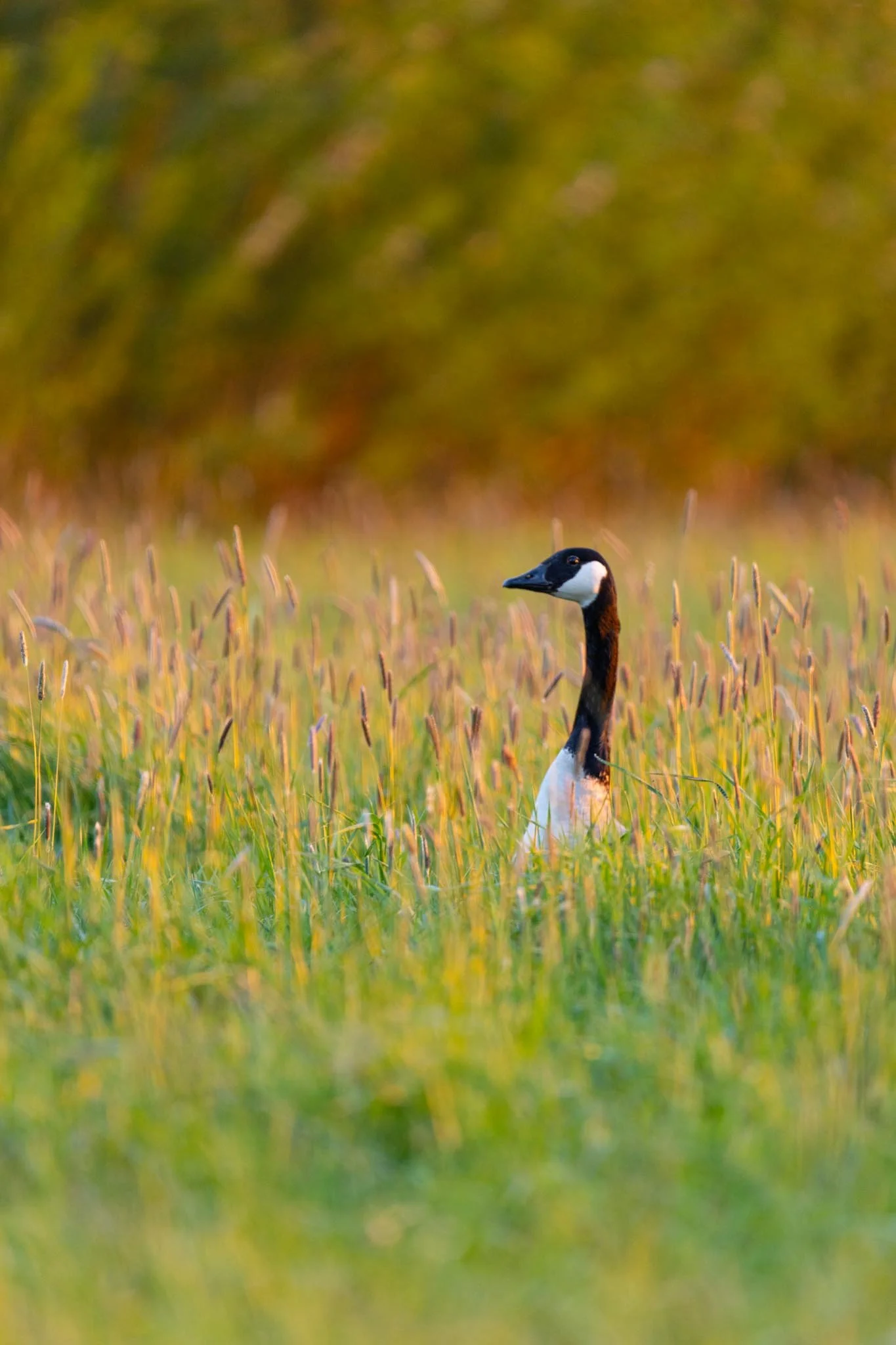 Fotos Webseite Aischgrund-201.jpg