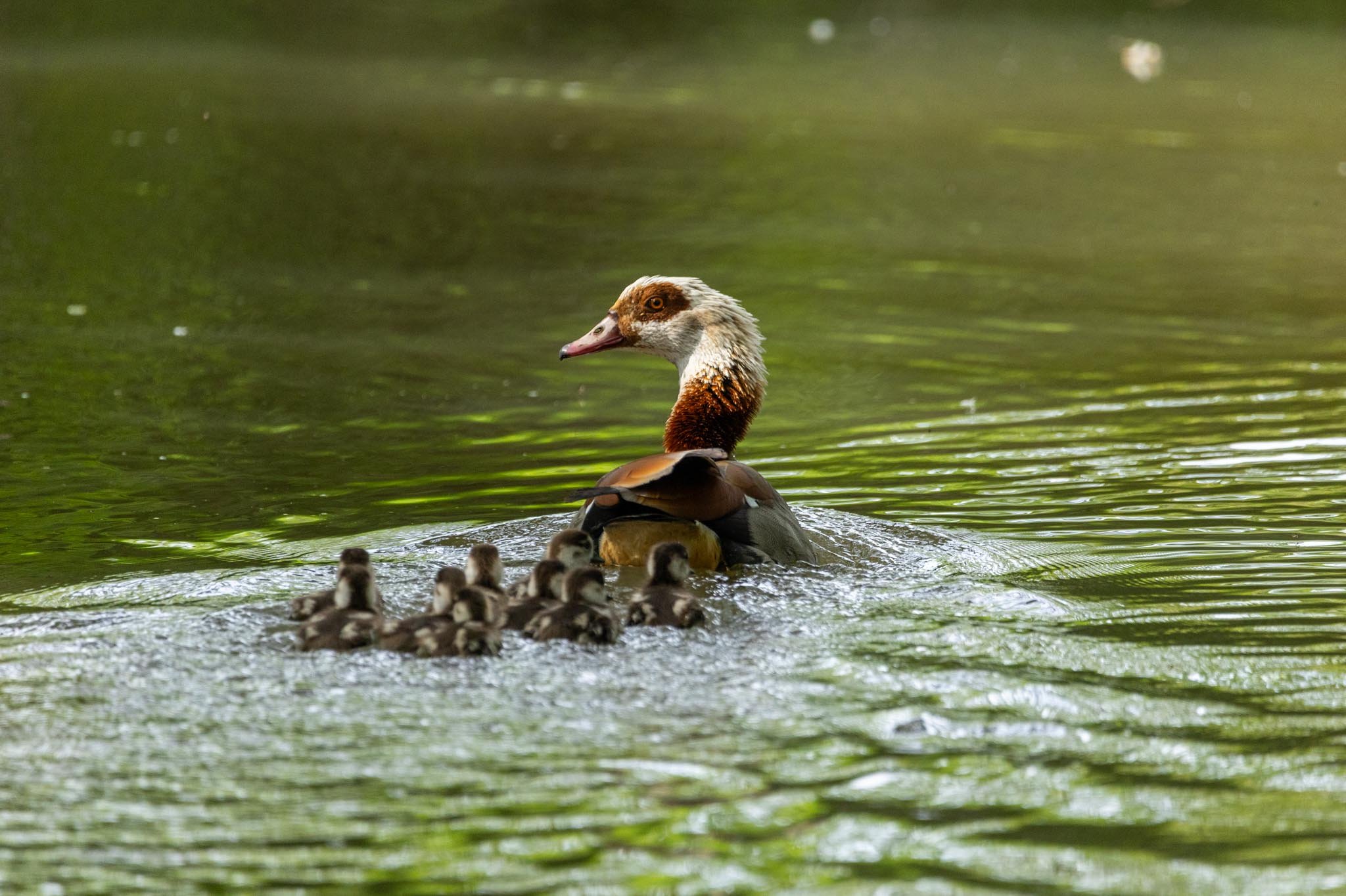 Fotos Webseite Aischgrund-222.jpg