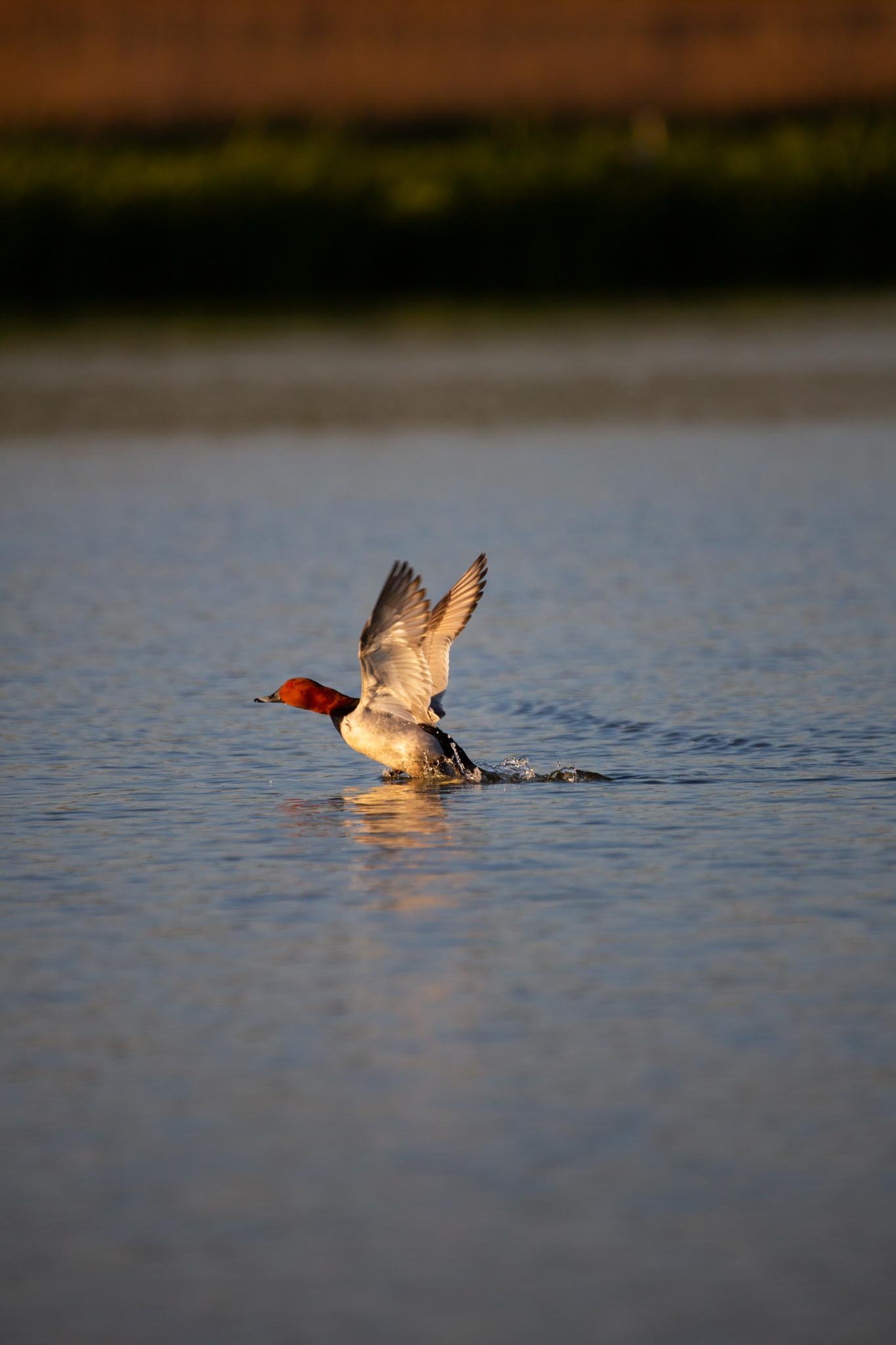 Fotos Webseite Aischgrund-28.jpg