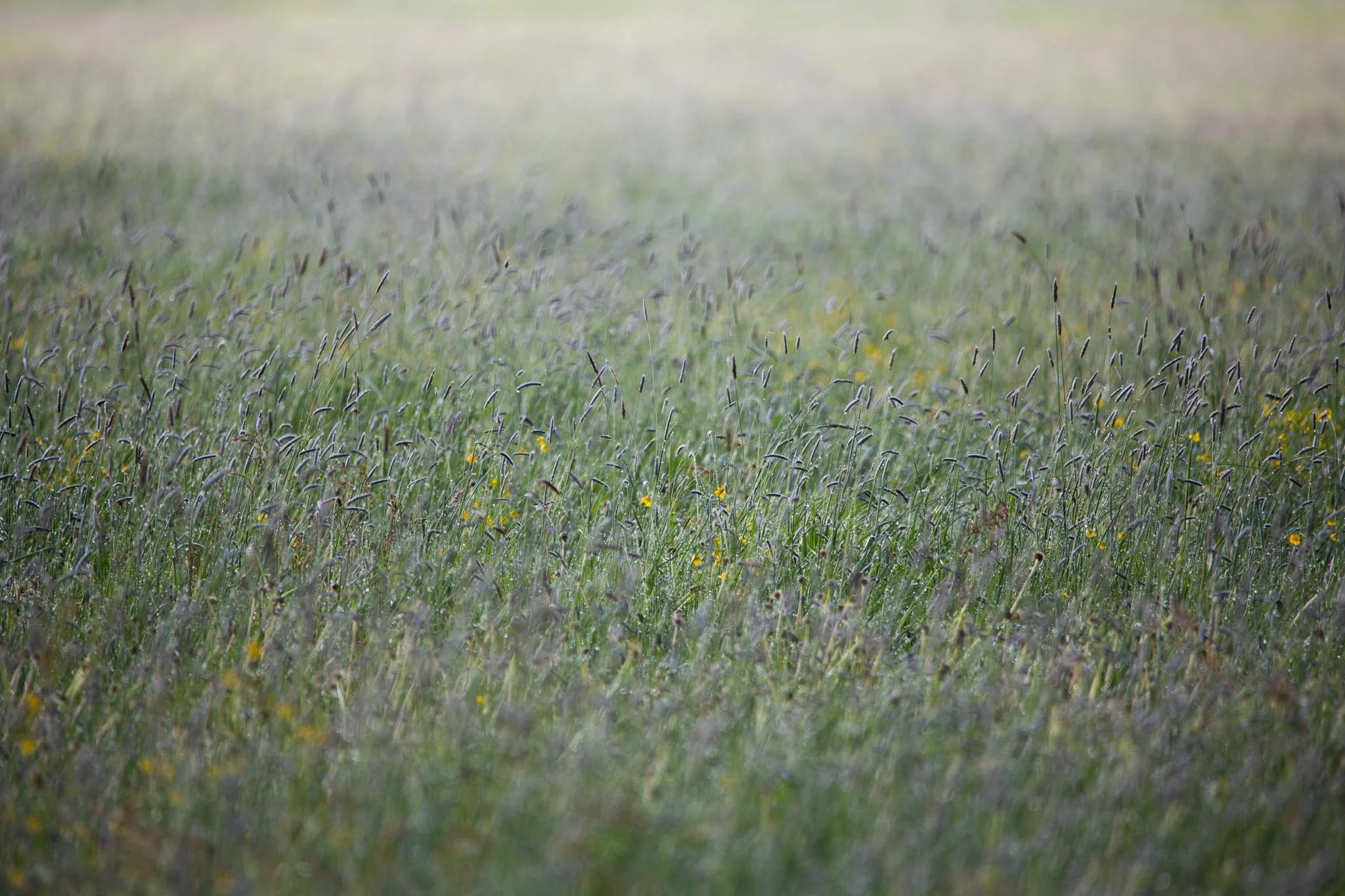 Fotos Webseite Aischgrund-24.jpg