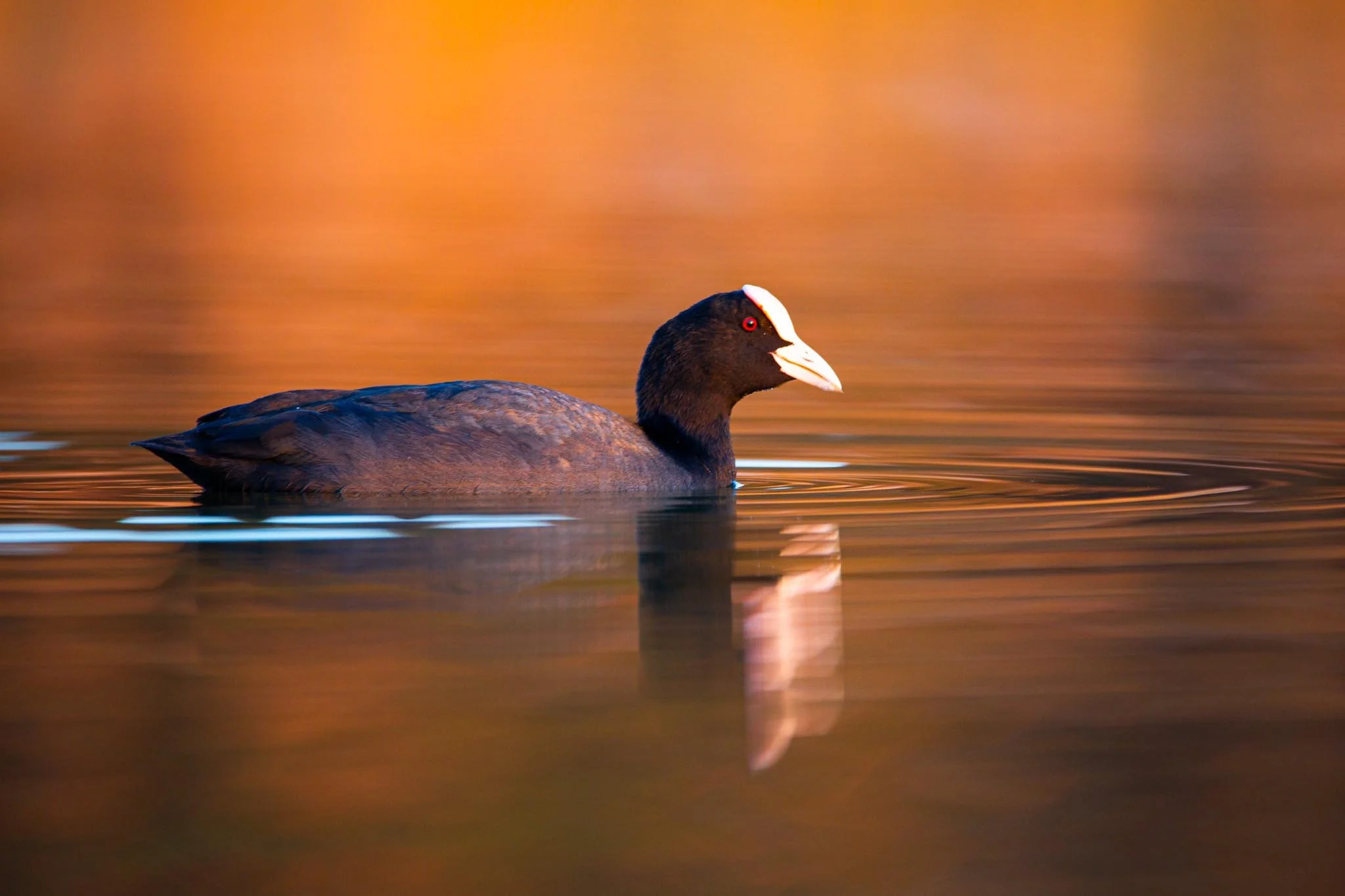 Fotos Webseite Aischgrund-66.jpg