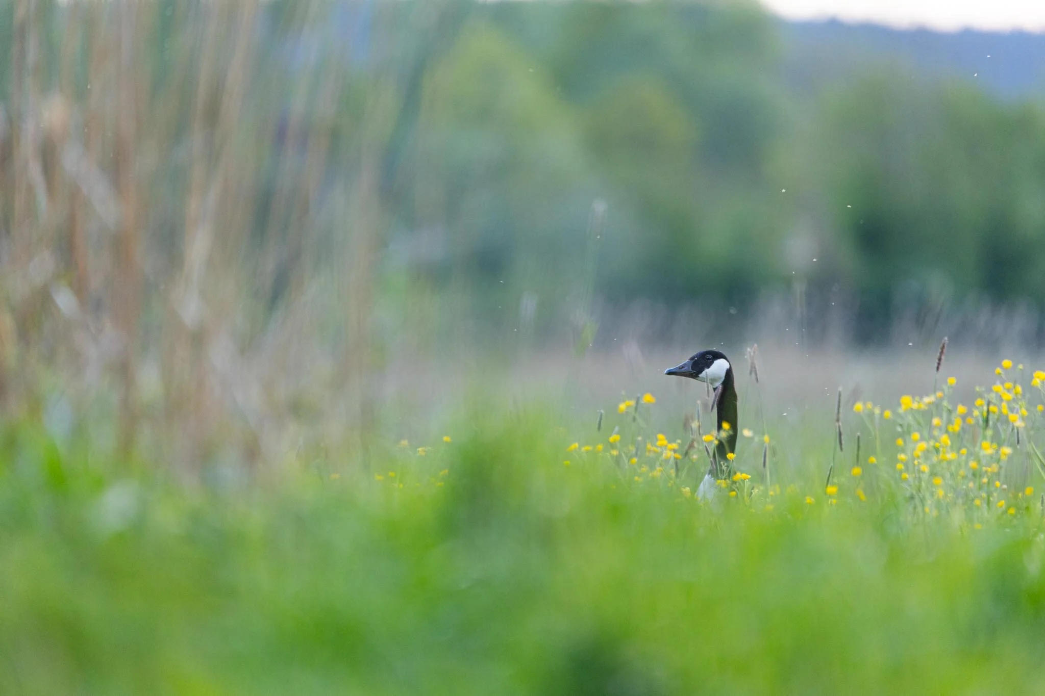 Fotos Webseite Aischgrund-199.jpg