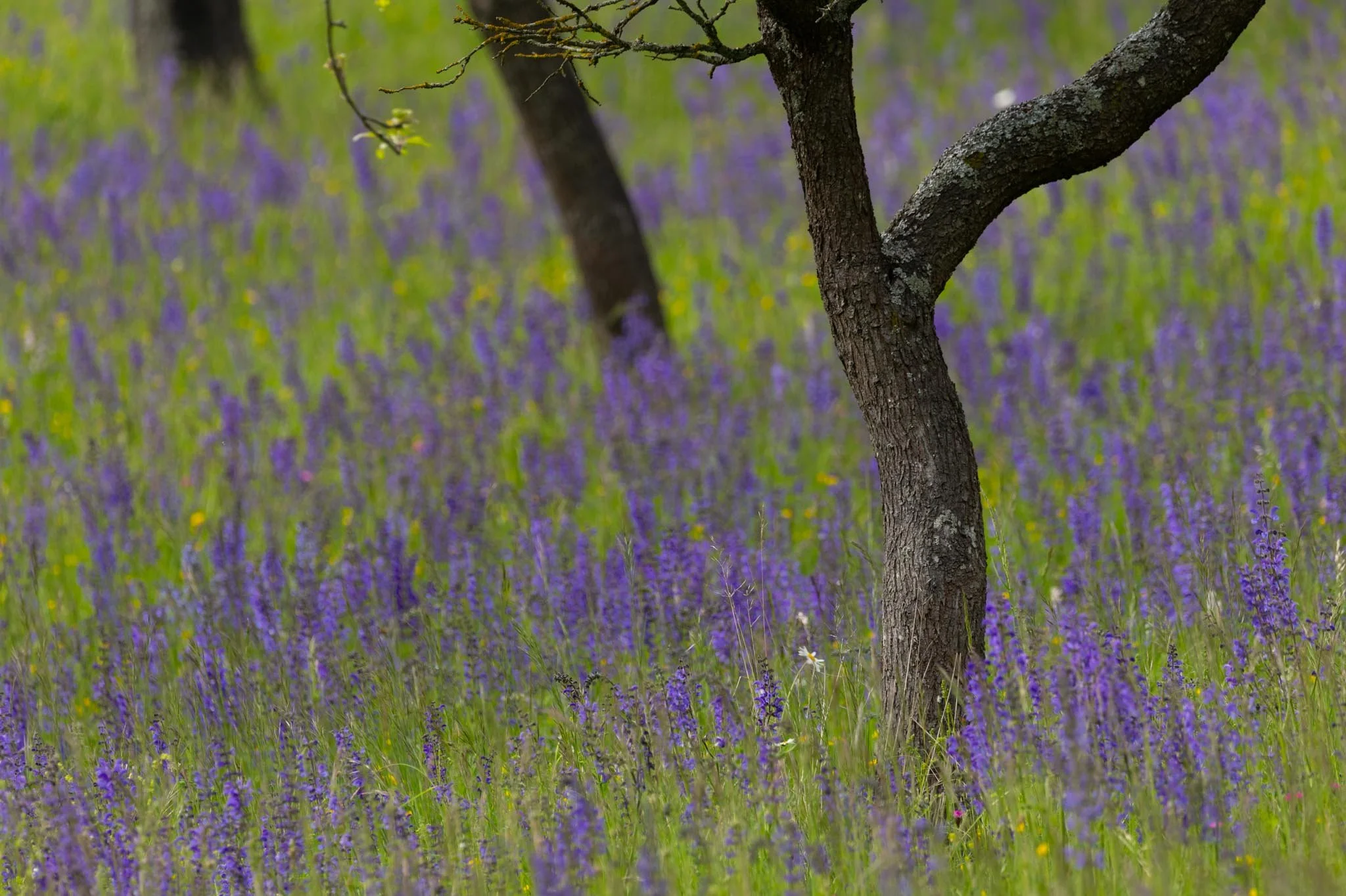 Fotos Webseite Aischgrund-308.jpg