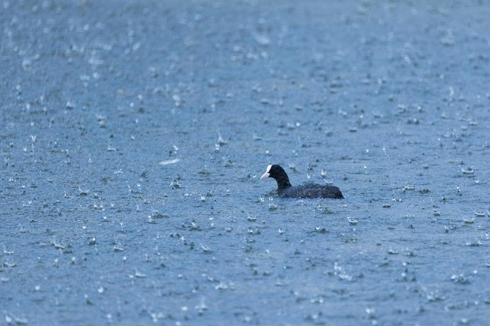 Fotos Webseite Aischgrund-260.jpg