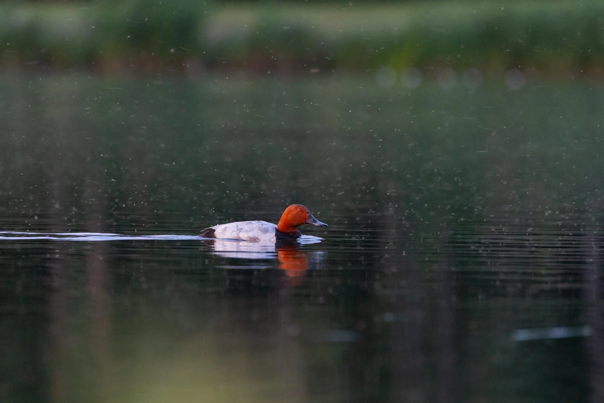 Fotos Webseite Aischgrund-252.jpg