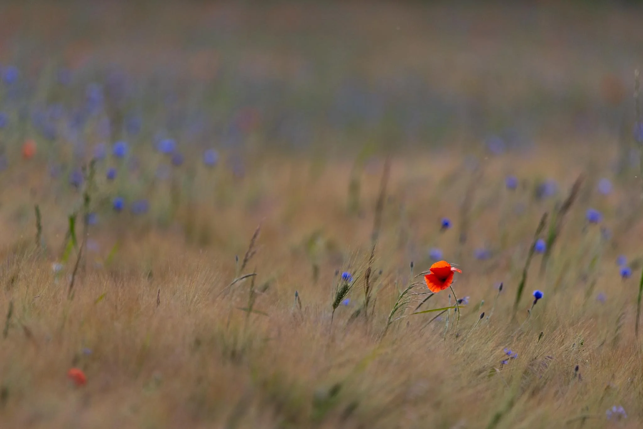 Fotos Webseite Aischgrund-243.jpg