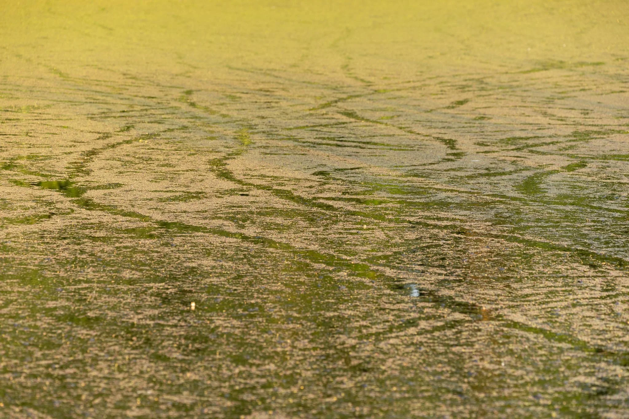 Fotos Webseite Aischgrund-345.jpg