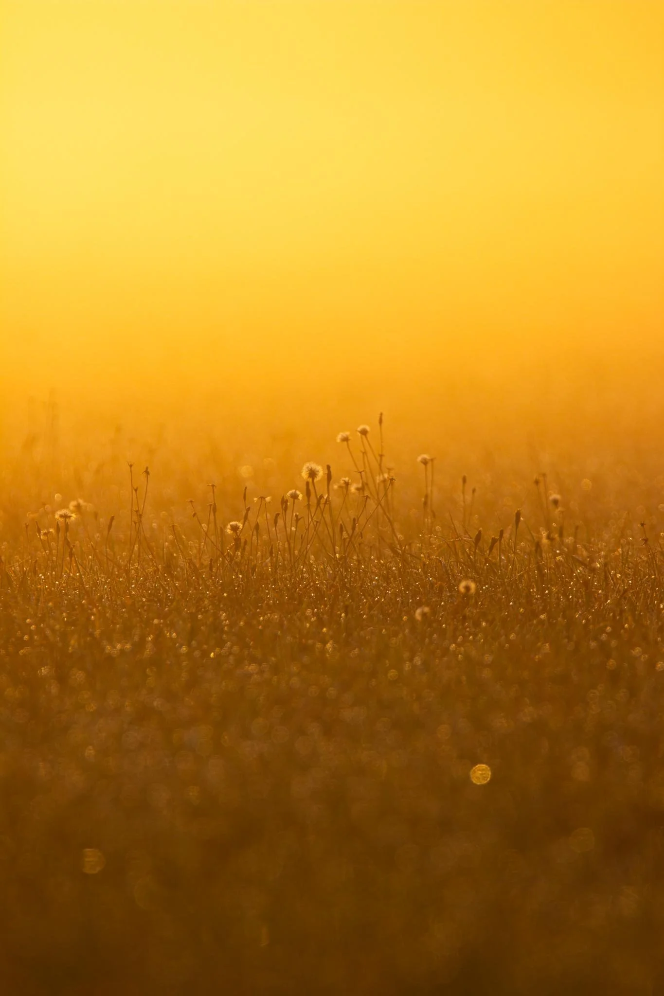 Fotos Webseite Aischgrund-9.jpg