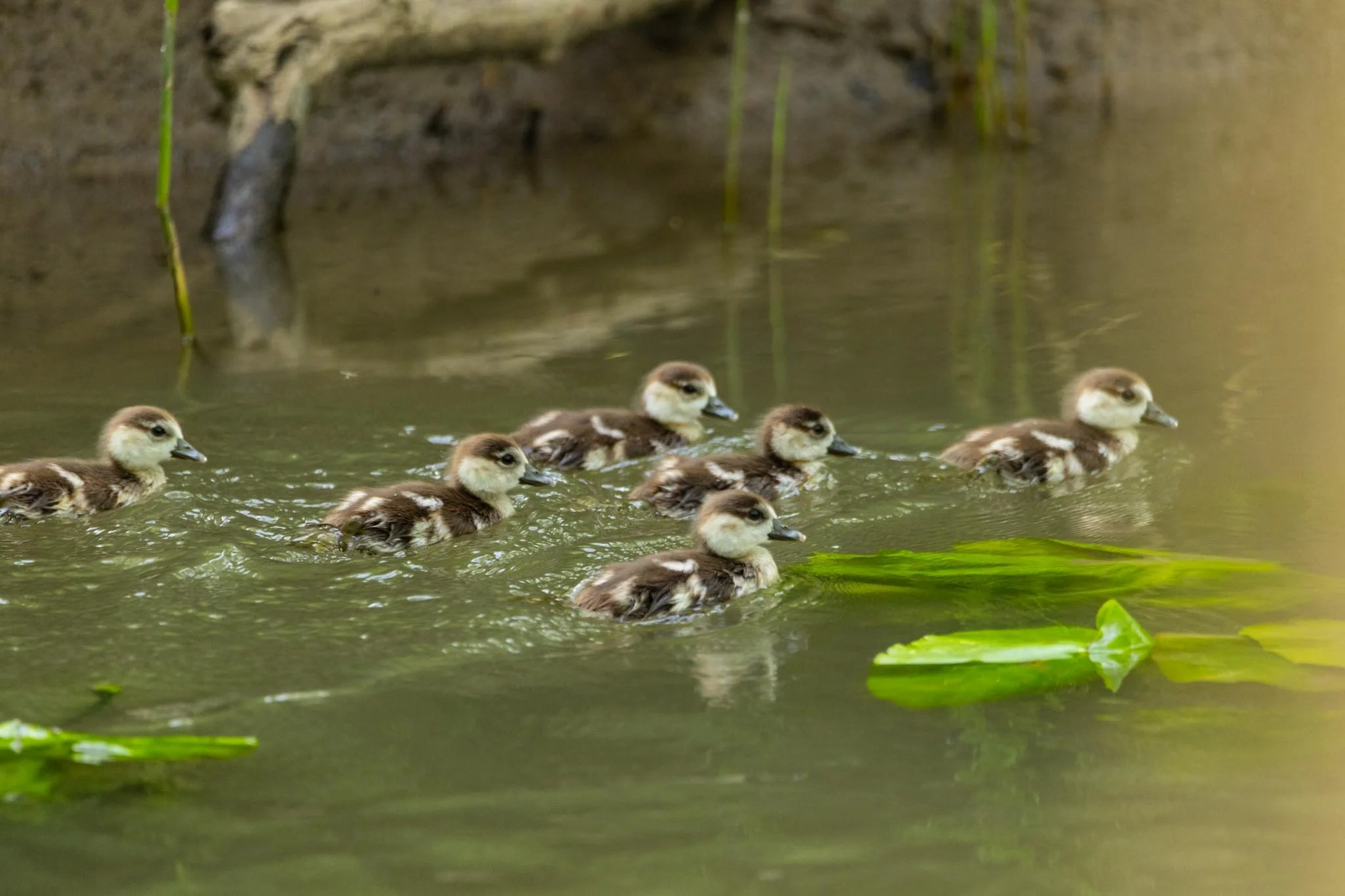 Fotos Webseite Aischgrund-220.jpg