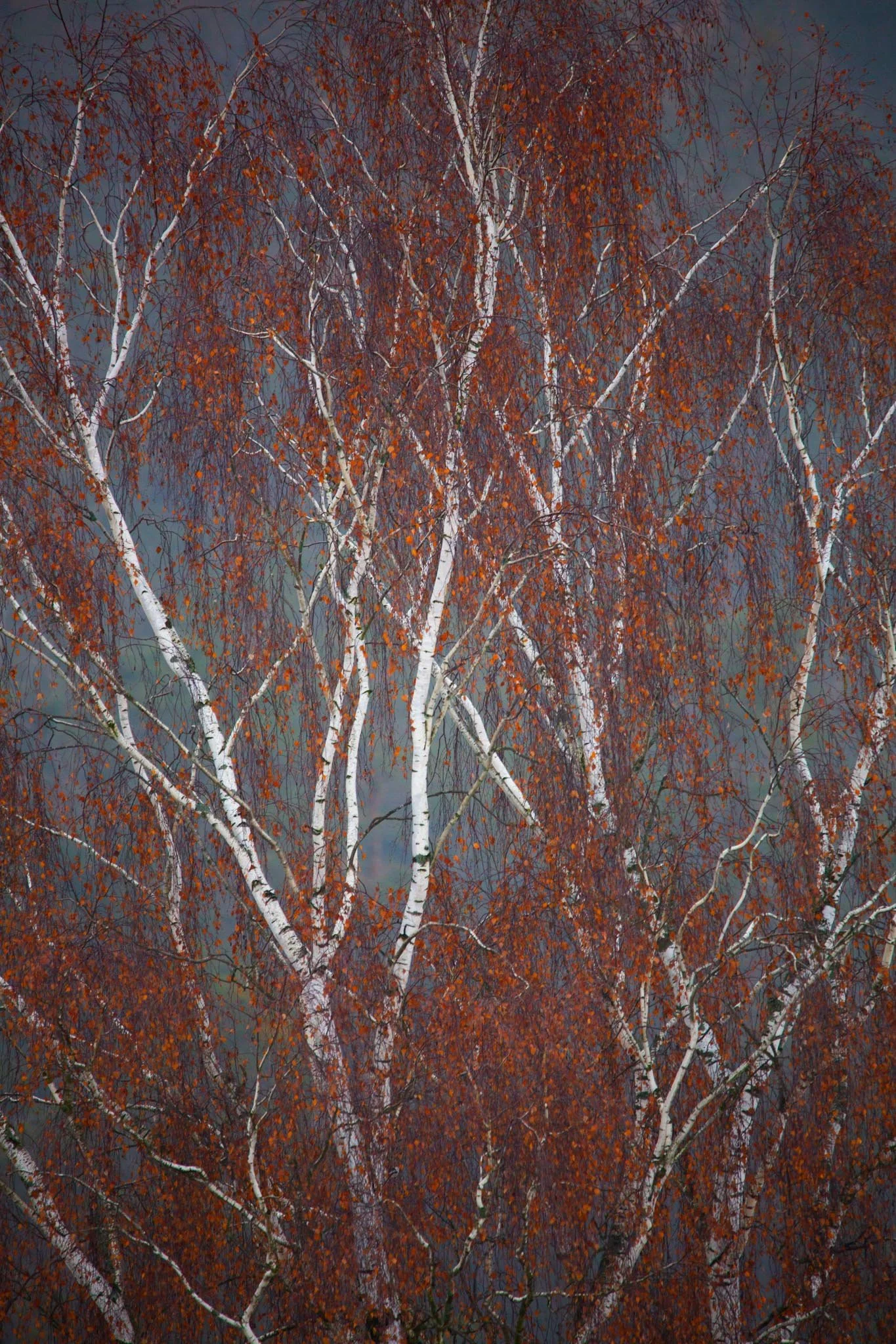 Fotos Webseite Aischgrund-40.jpg