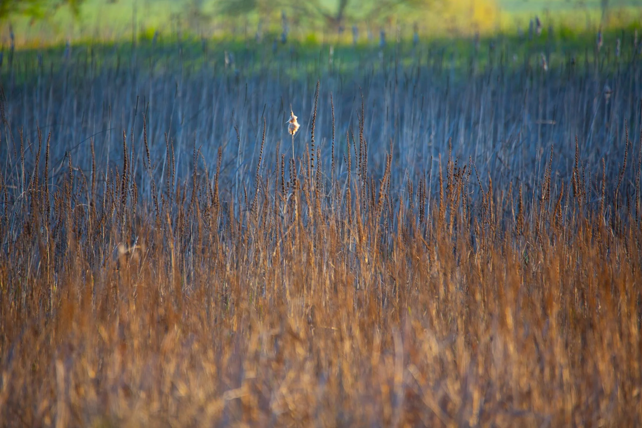 Fotos Webseite Aischgrund-87.jpg