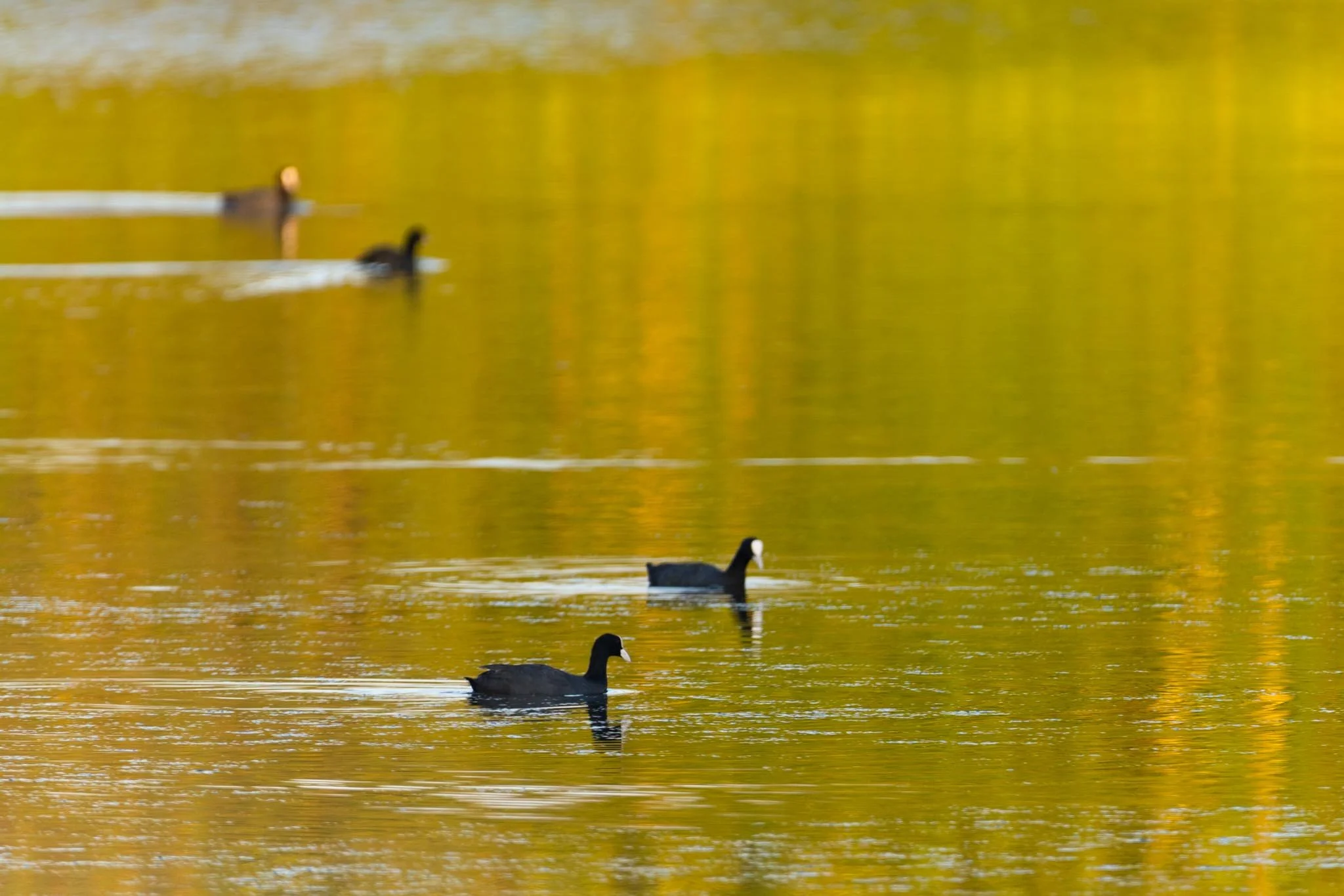 Fotos Webseite Aischgrund-268.jpg