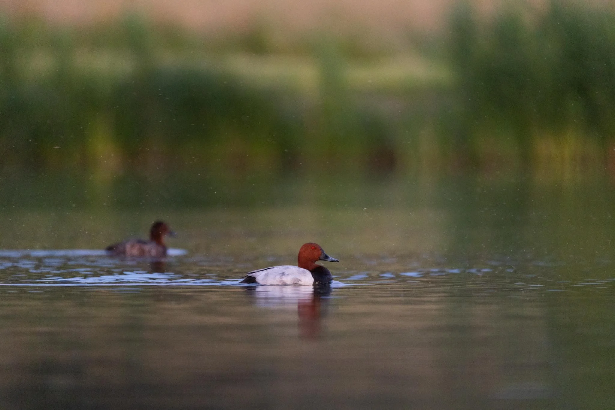 Fotos Webseite Aischgrund-255.jpg