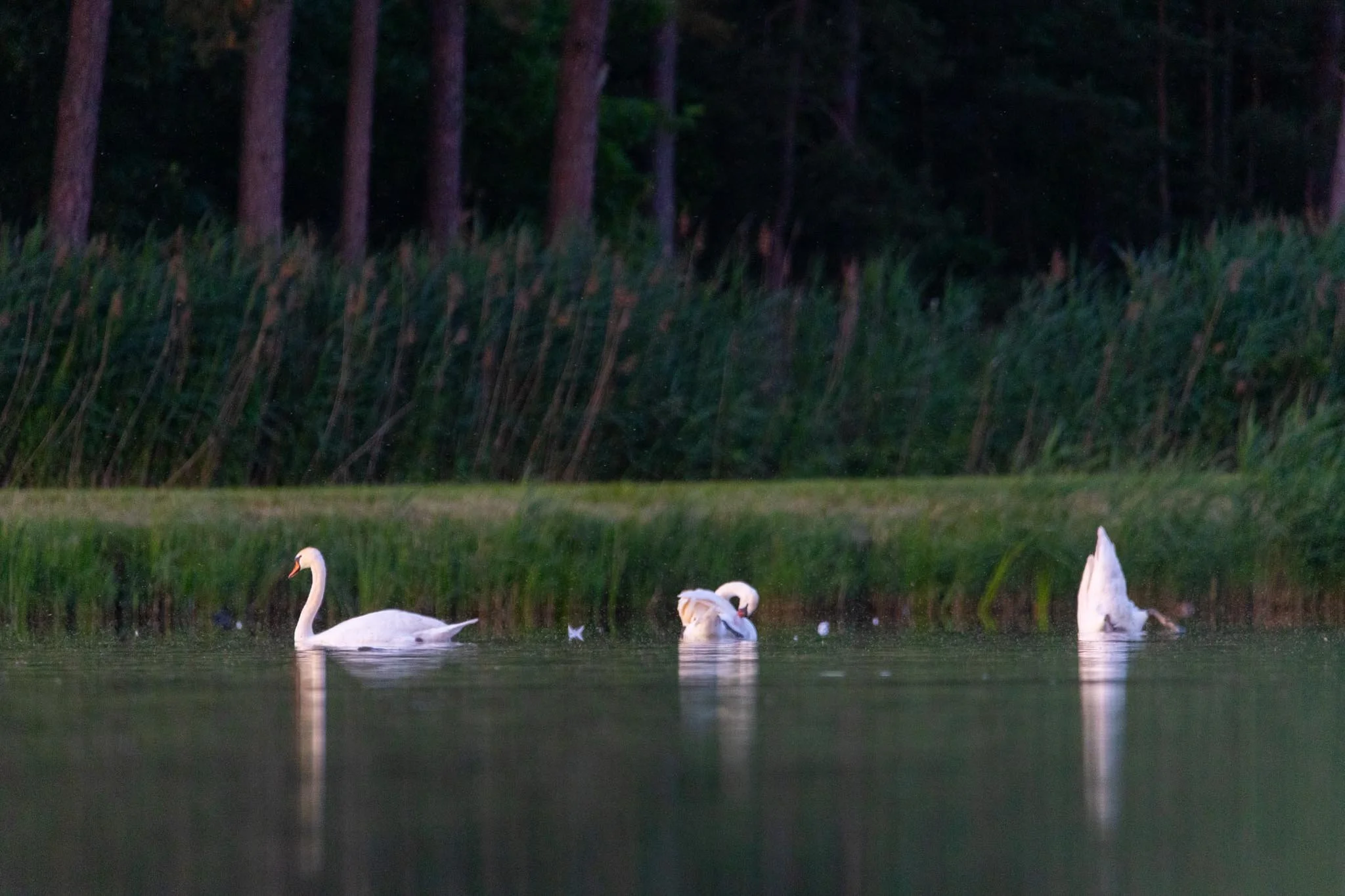 Fotos Webseite Aischgrund-253.jpg