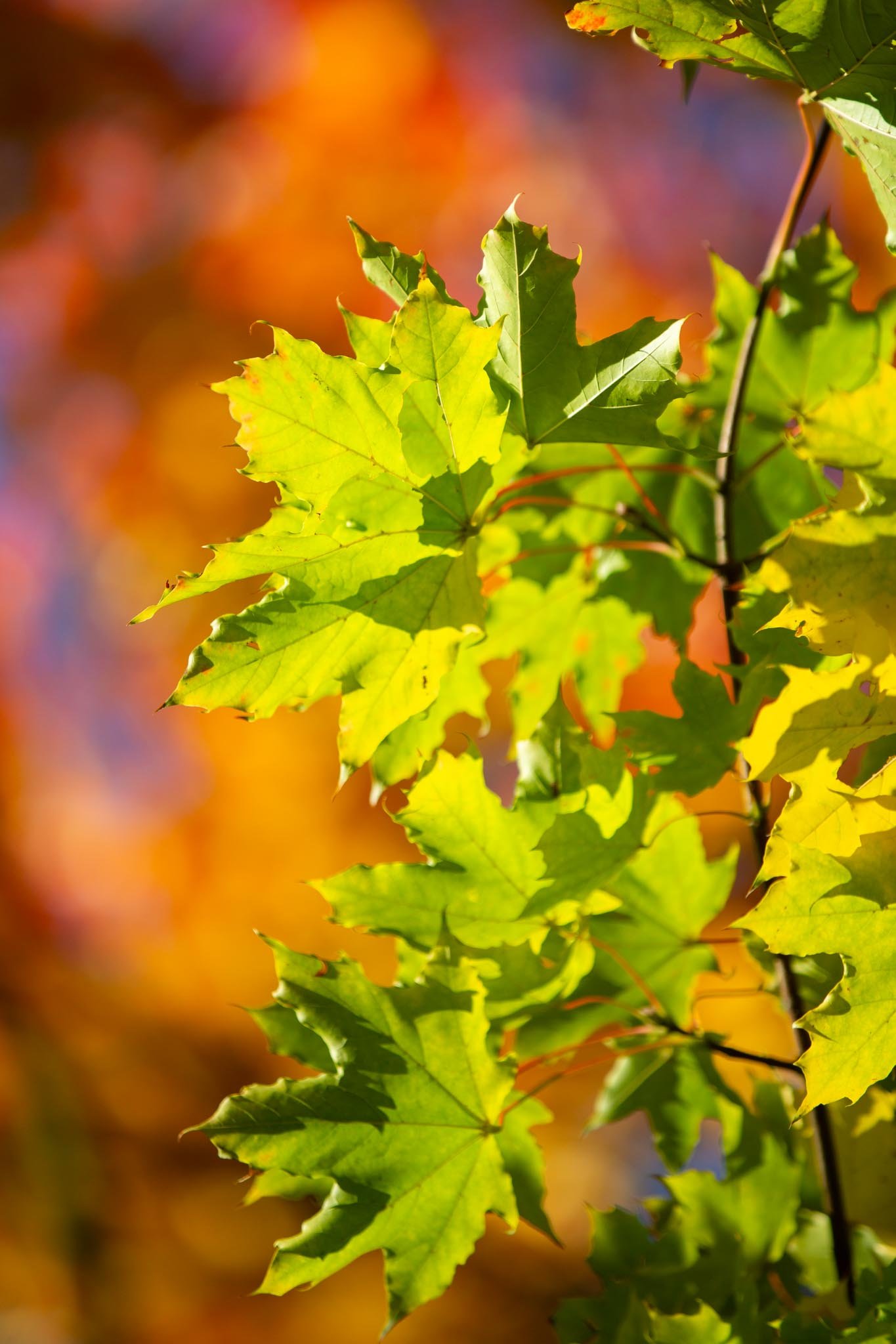 Fotos Webseite Aischgrund-93.jpg