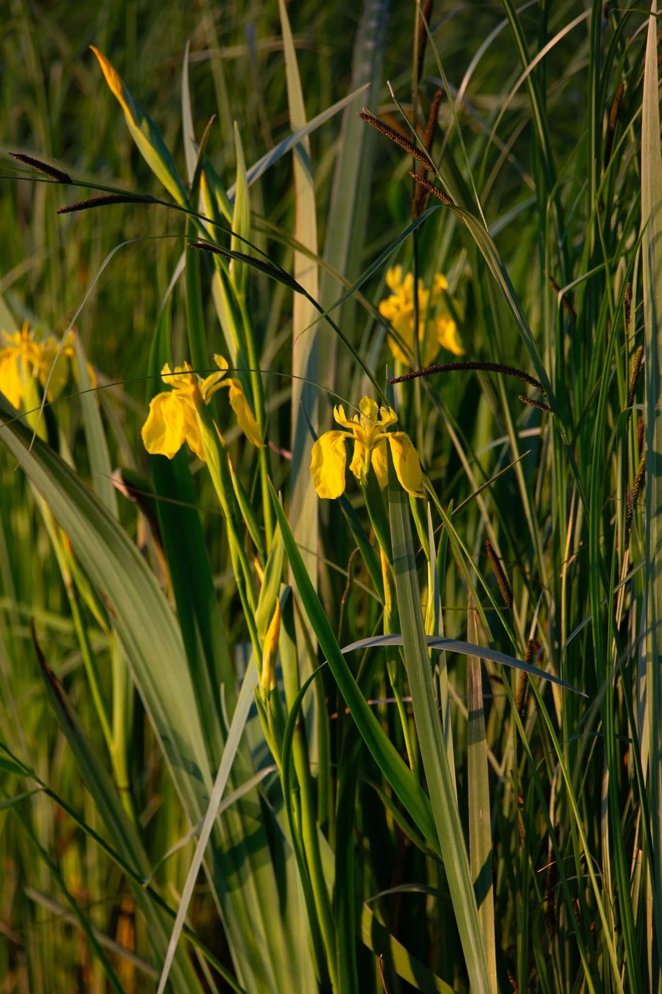 Fotos Webseite Aischgrund-30.jpg