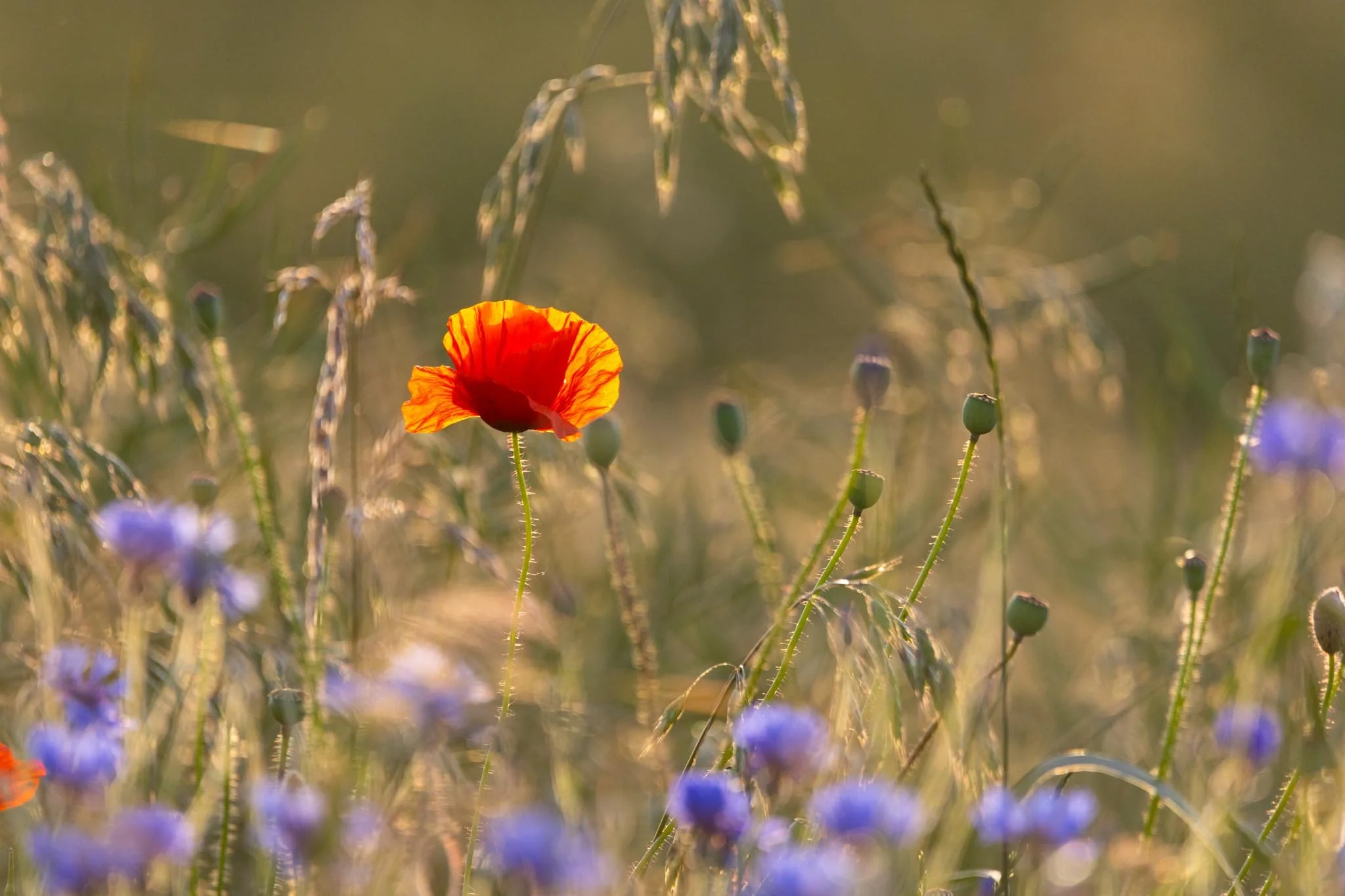 Fotos Webseite Aischgrund-241.jpg