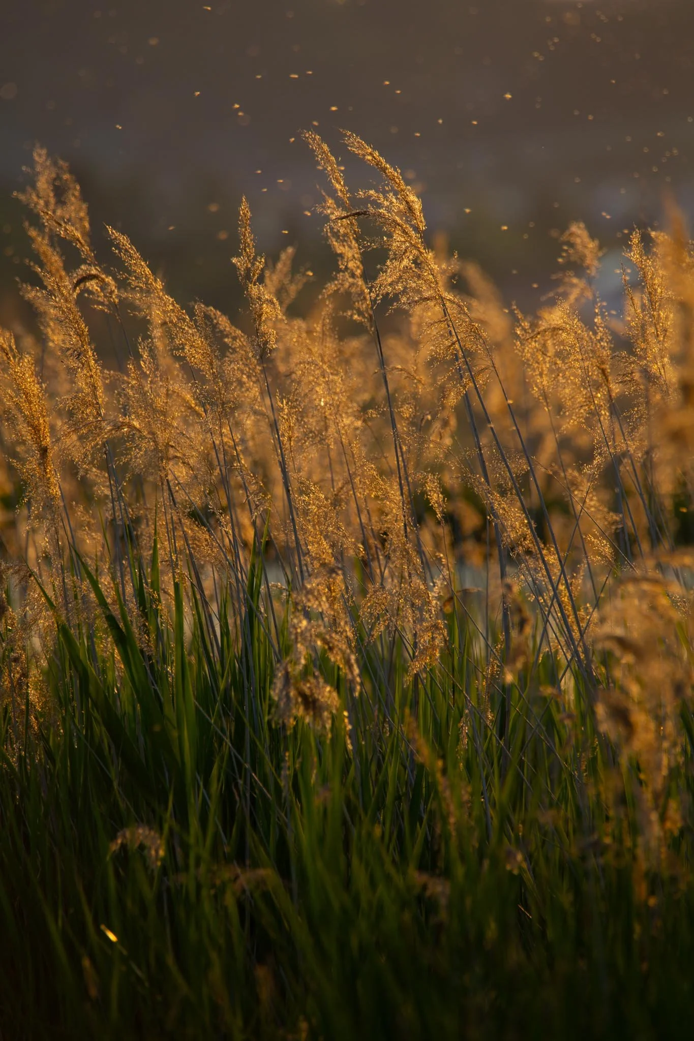 Fotos Webseite Aischgrund-29.jpg