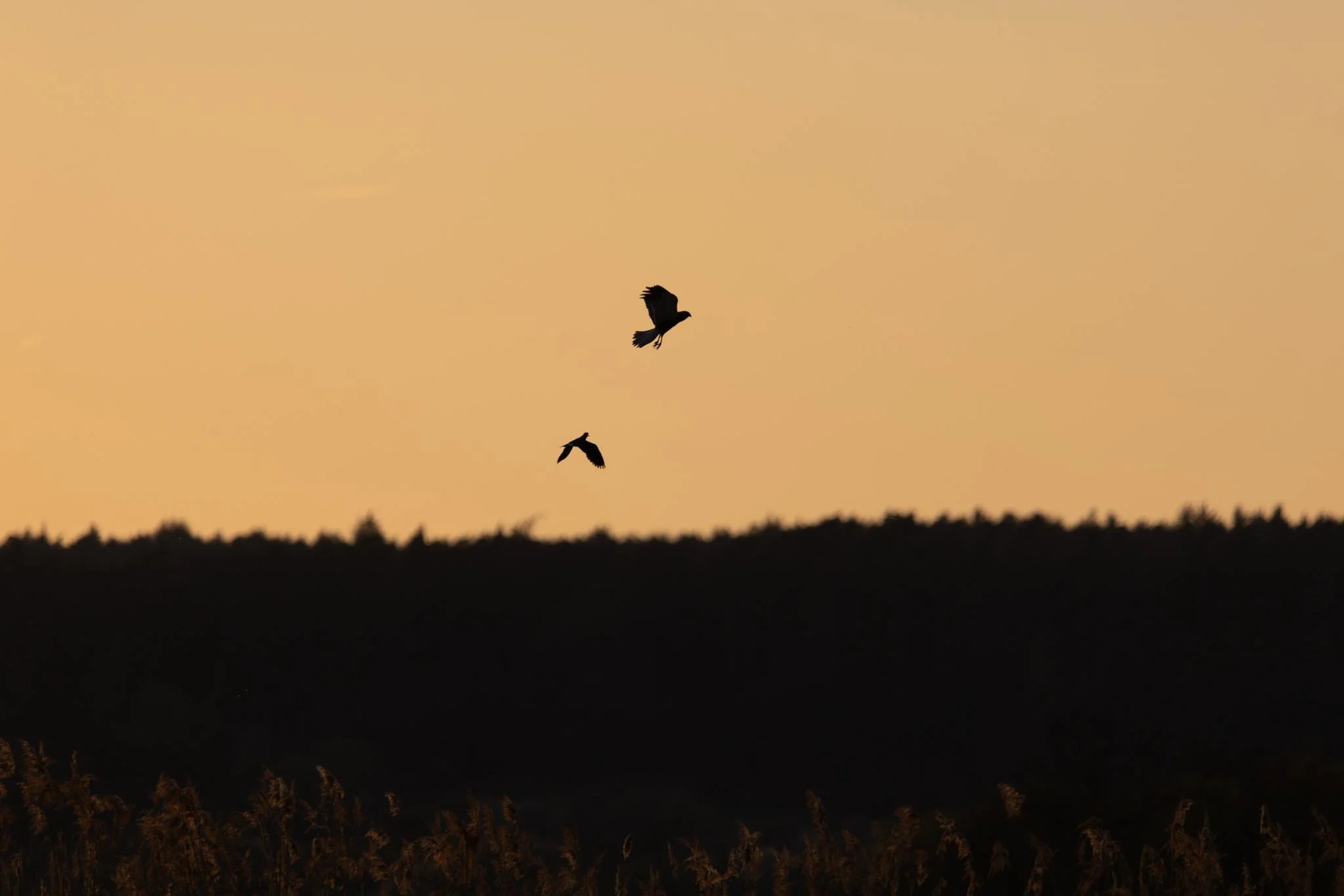 Fotos Webseite Aischgrund-293.jpg