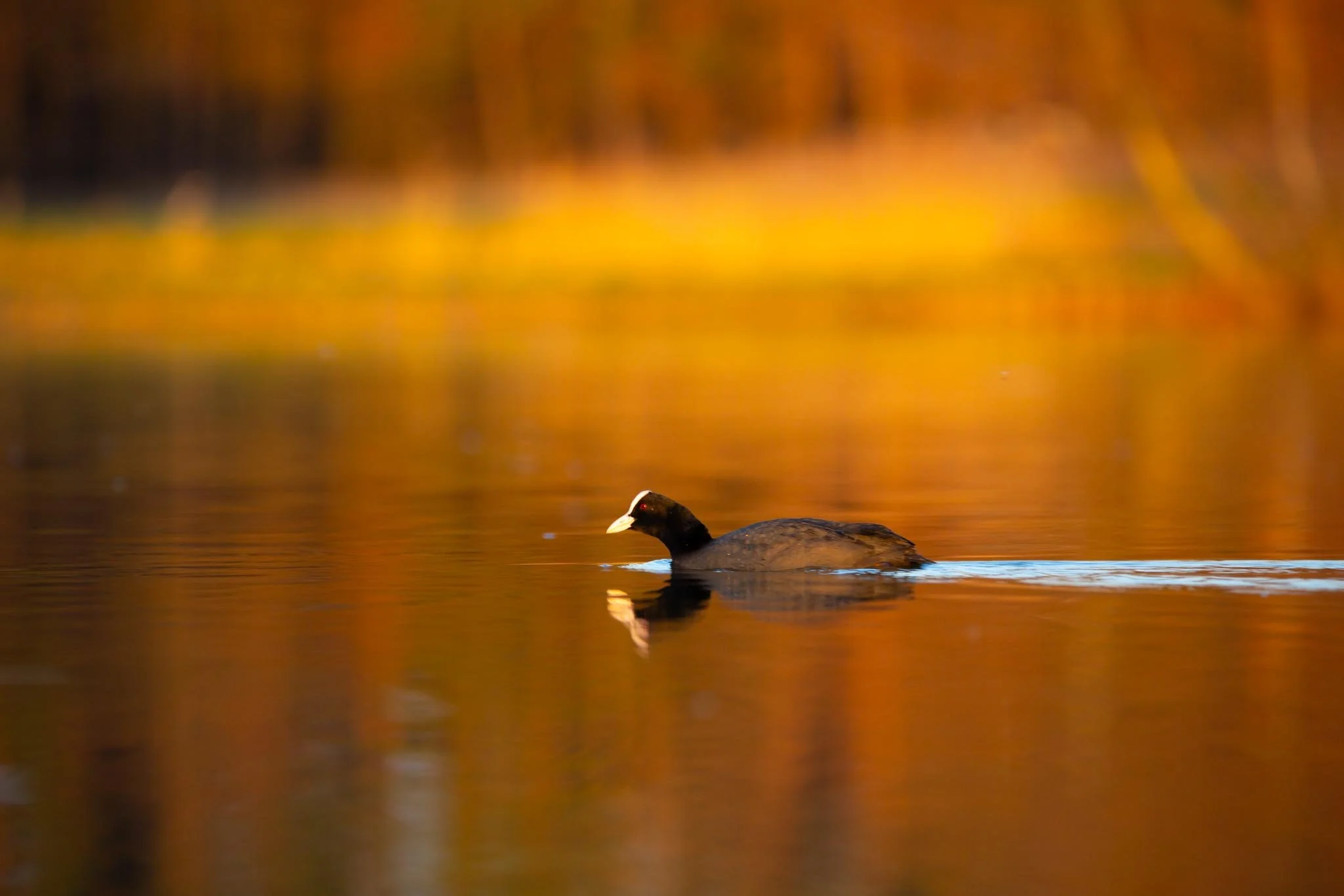 Fotos Webseite Aischgrund-64.jpg