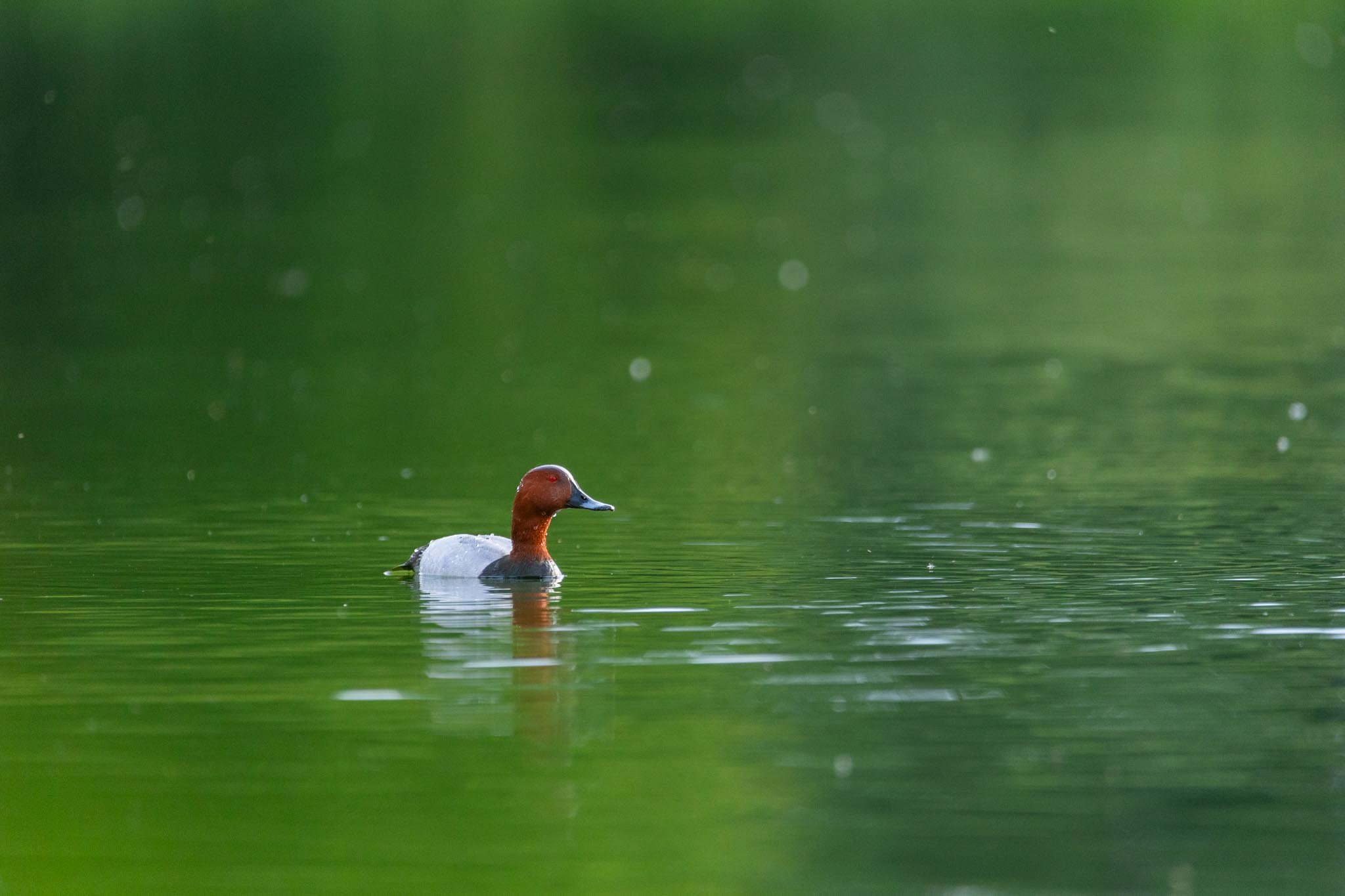 Fotos Webseite Aischgrund-224.jpg