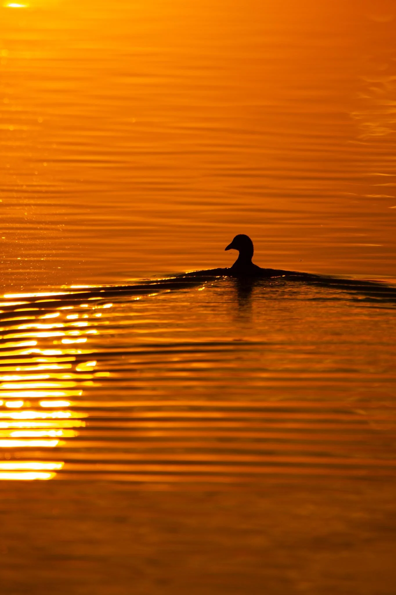 Fotos Webseite Aischgrund-36.jpg