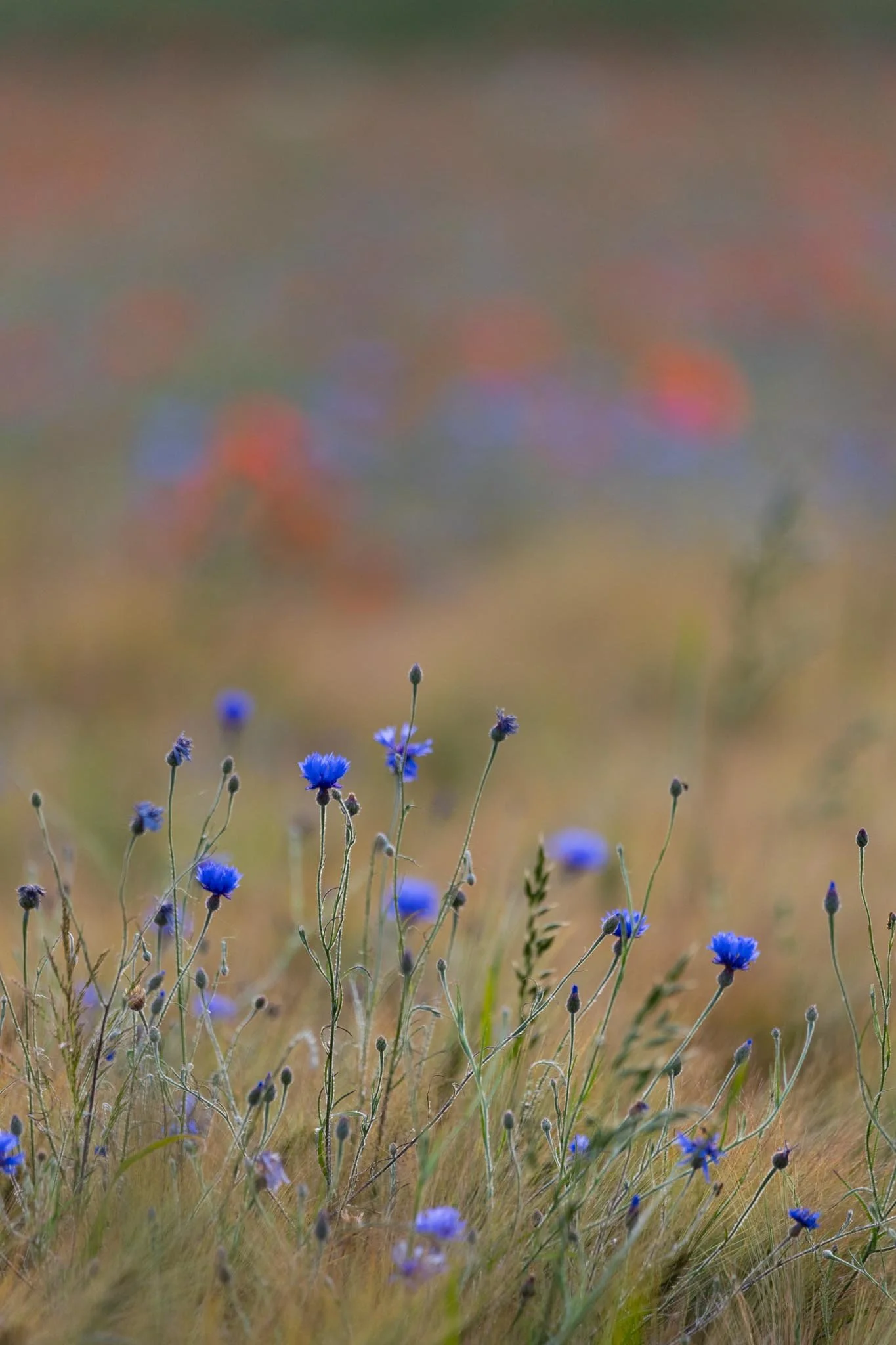 Fotos Webseite Aischgrund-242.jpg