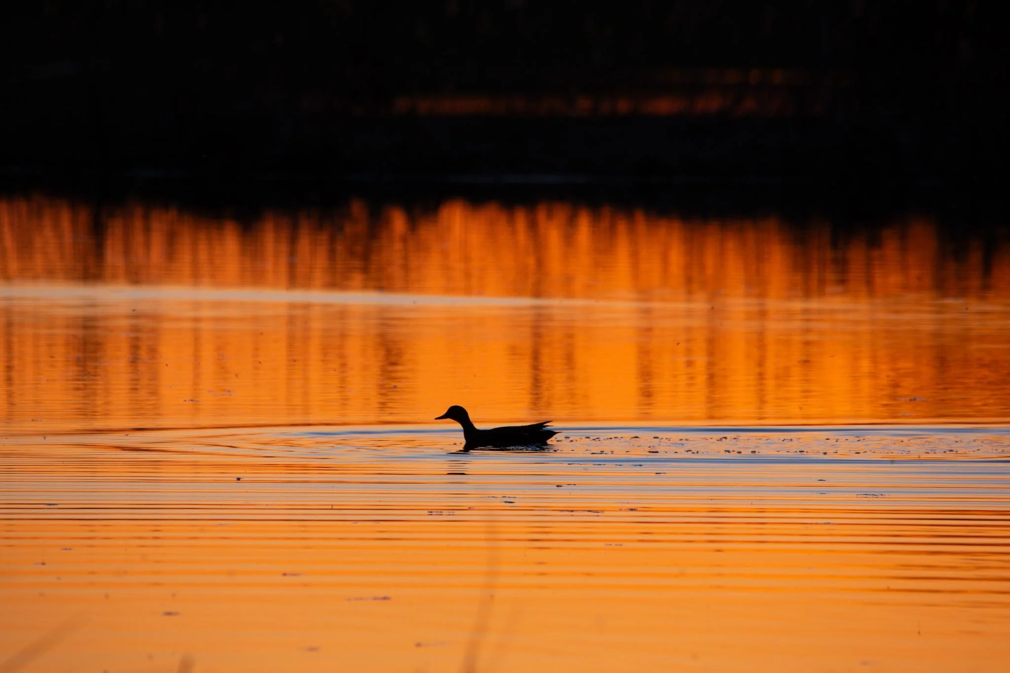 Fotos Webseite Aischgrund-67.jpg