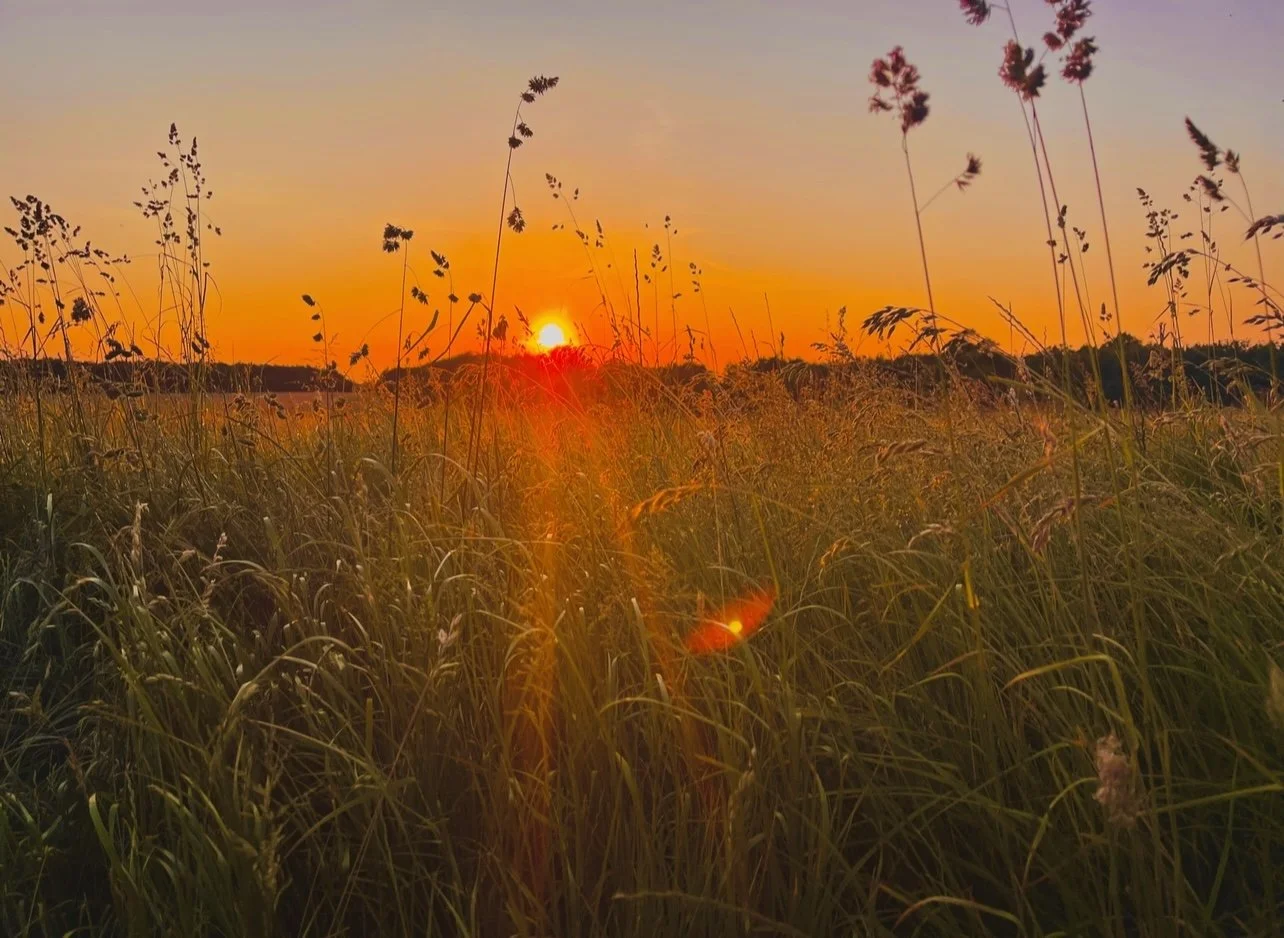 Sunset over a grassy field with tall grasses and wildflowers, warm orange and pink sky.