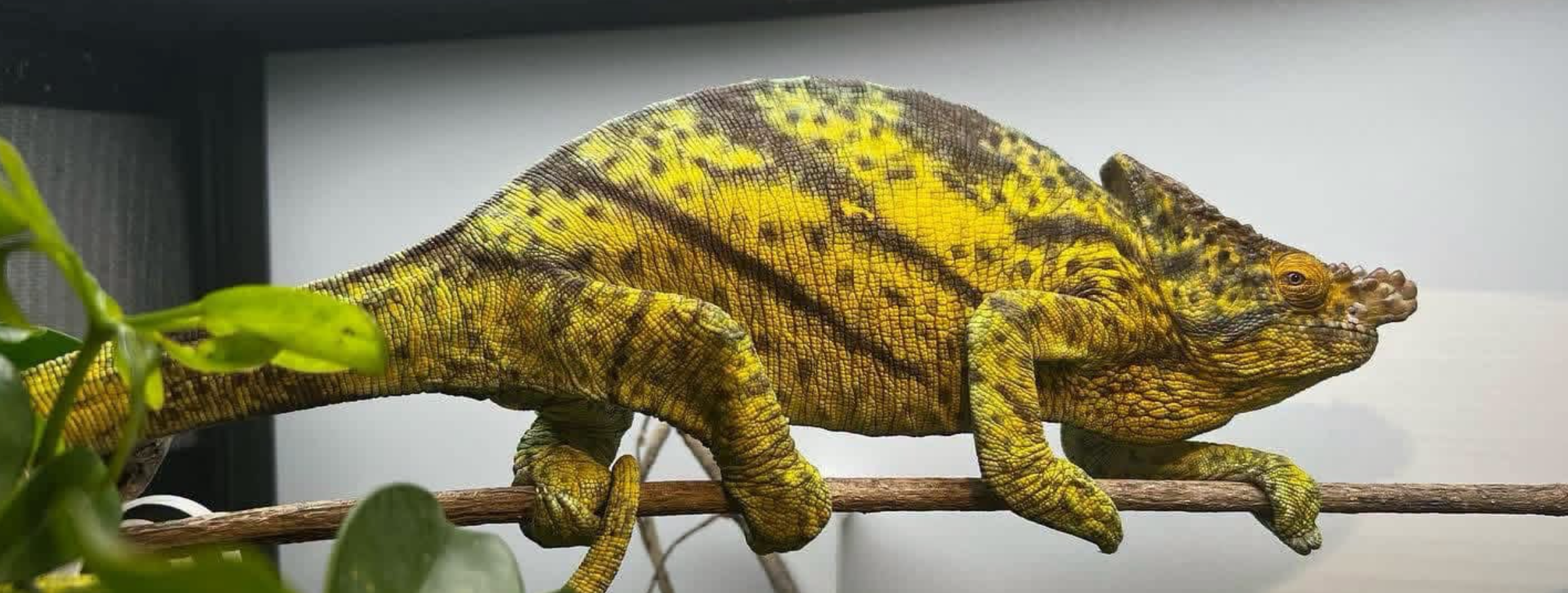 Yellow and green chameleon on a branch with green leaves in the foreground.