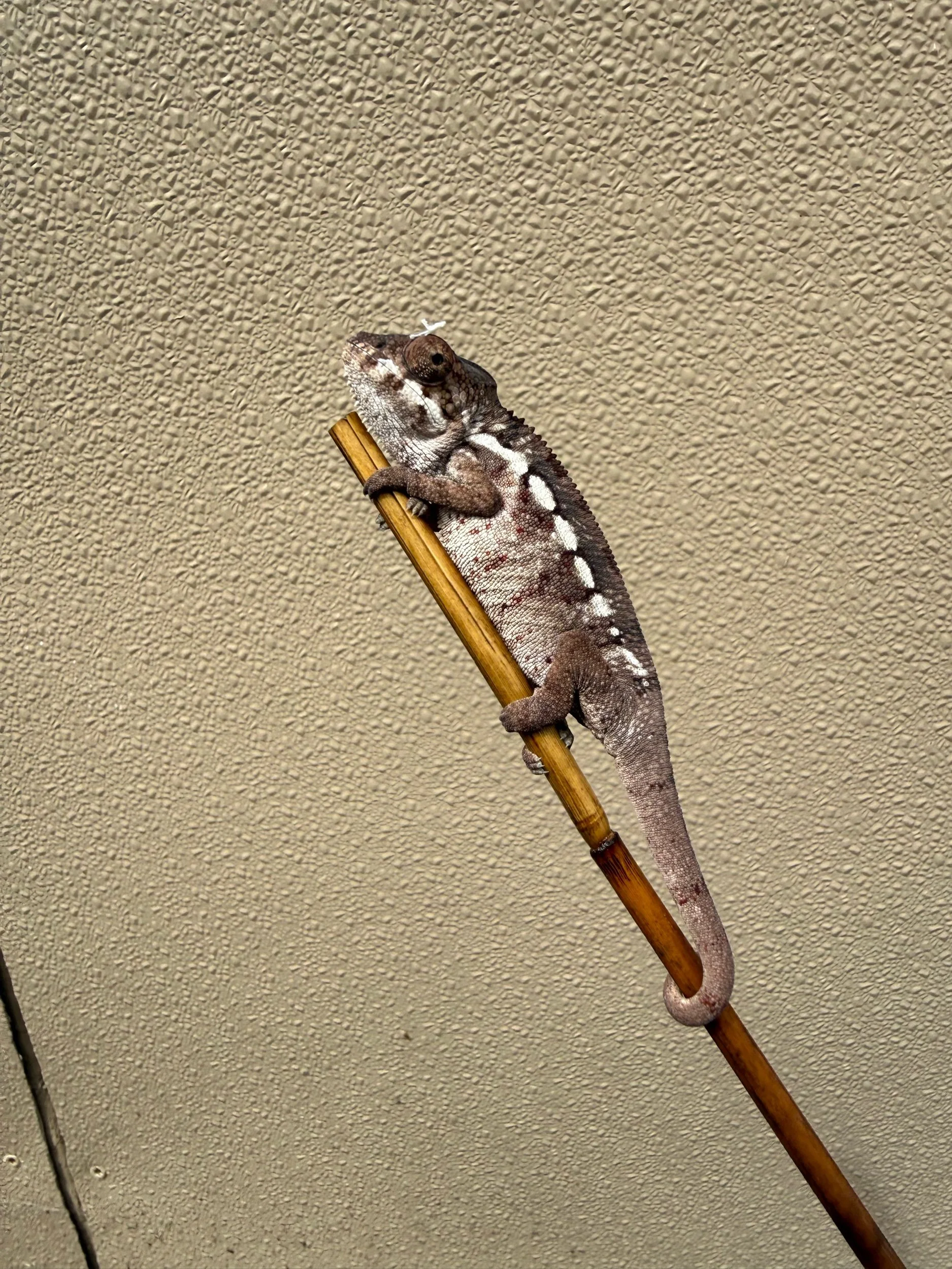 Male Ambilobe Panther Chameleon Sired by StarSeed (B)