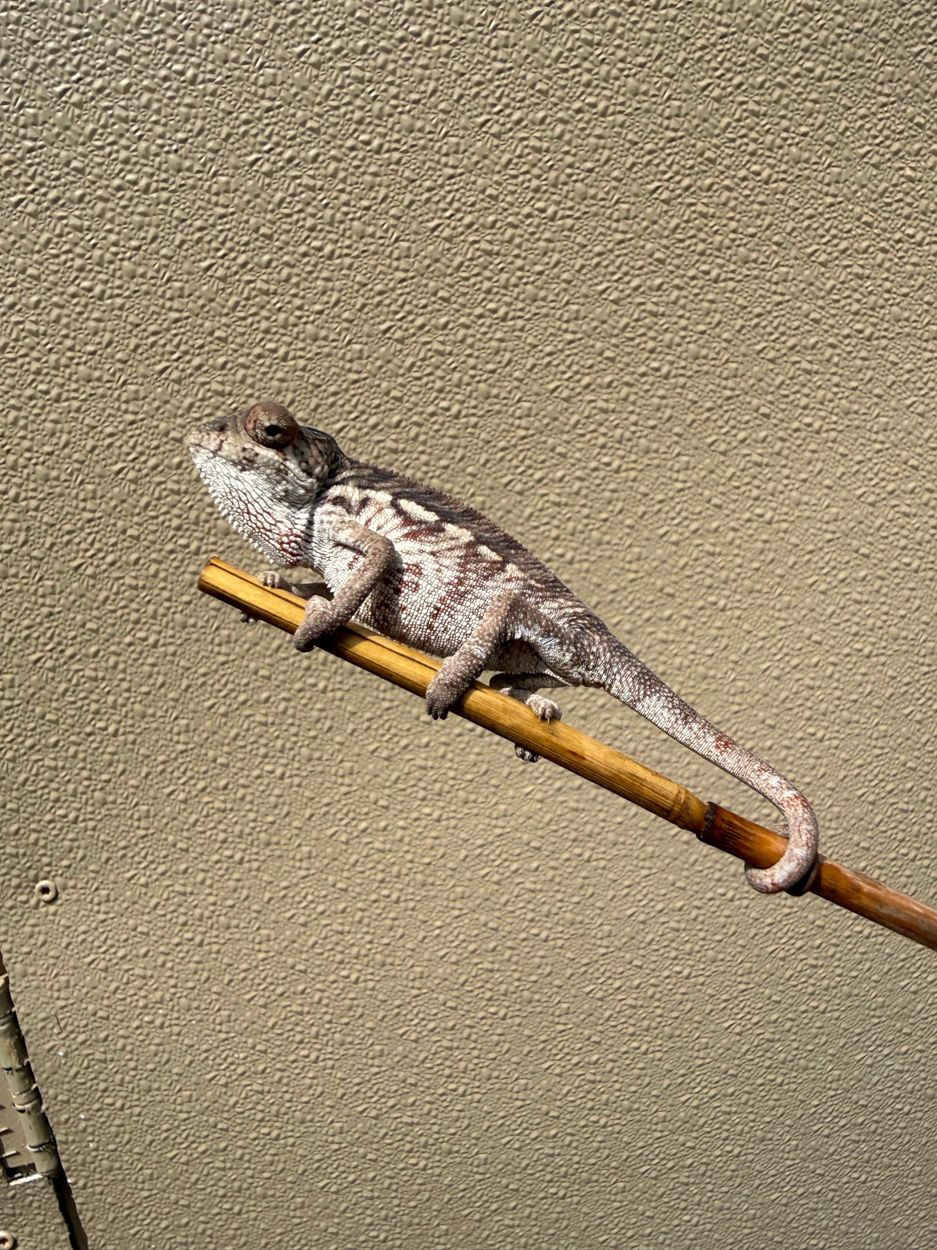 Male Ambilobe Panther Chameleon Sired by StarSeed (D)