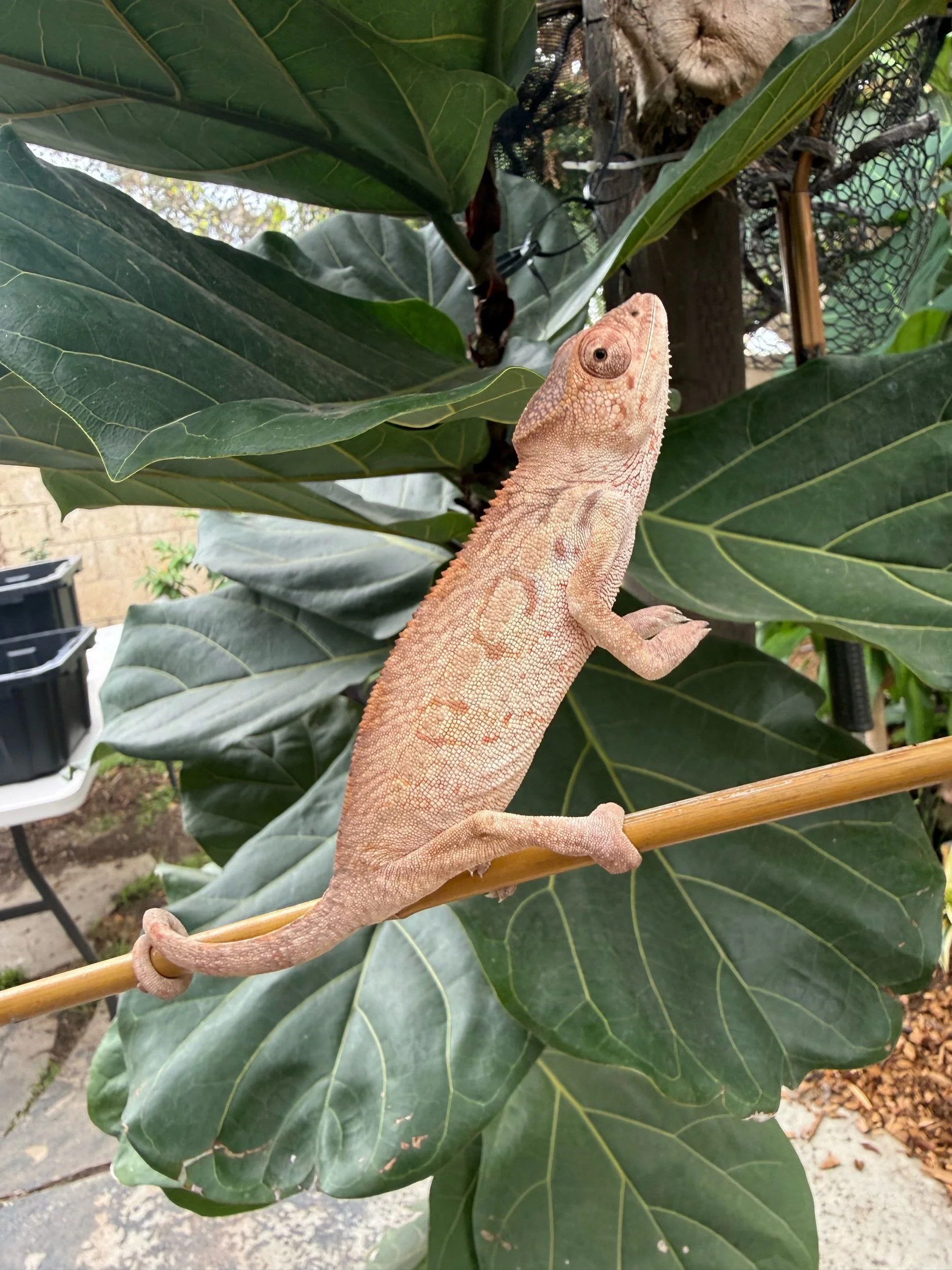 Female Ambilobe Panther Chameleon Sired by StarSeed