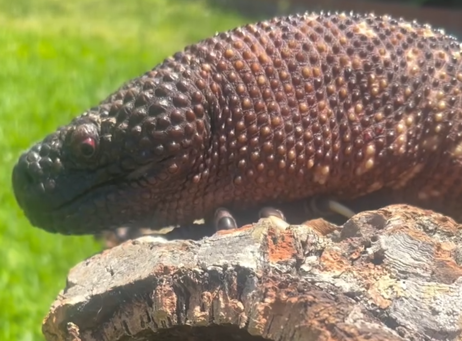 Beaded lizard 3.png