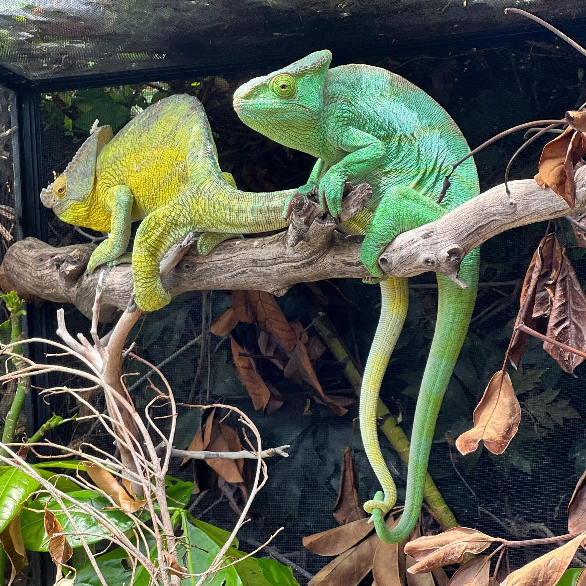 A green chameleon on a branch with dried leaves and a black mesh background.