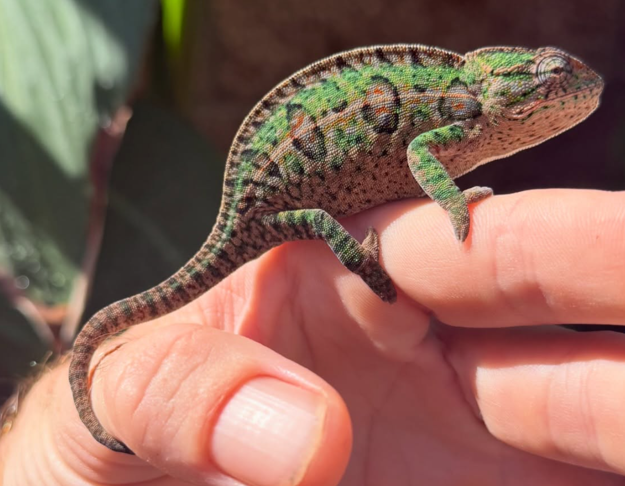 Close-up of a small green and brown chameleon resting on a person's finger.